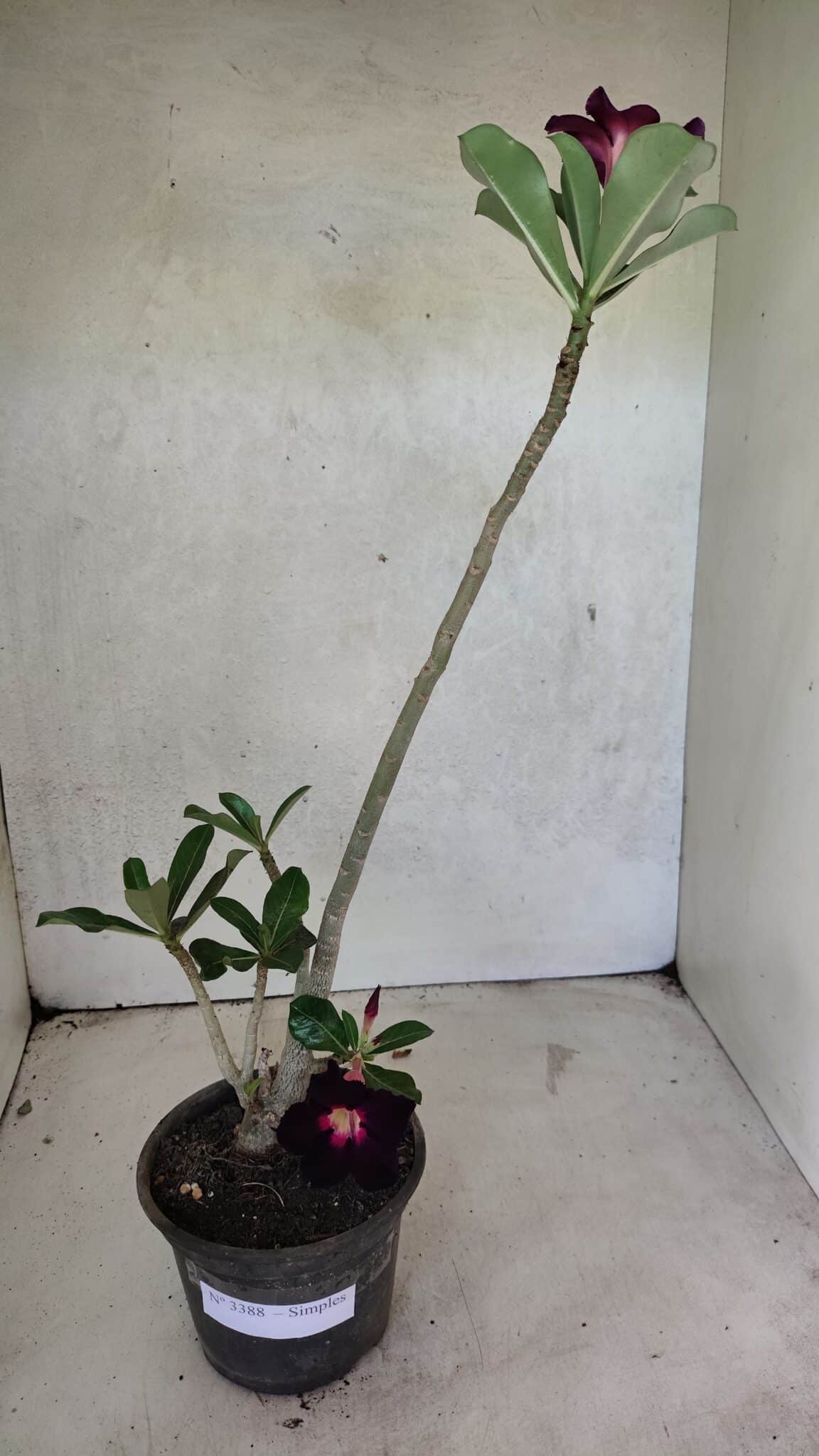 Planta Simples 3388 – 35cm – 03 anos - foto 2