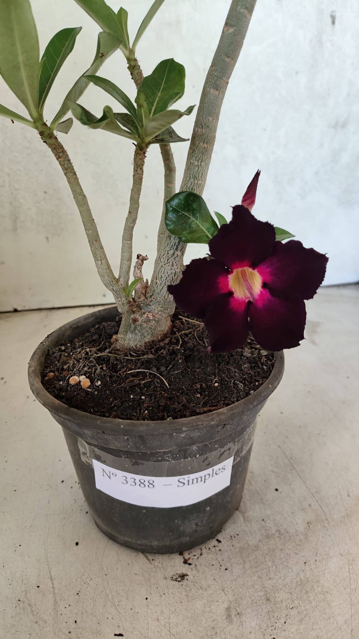 Planta Simples 3388 – 35cm – 03 anos - foto 4