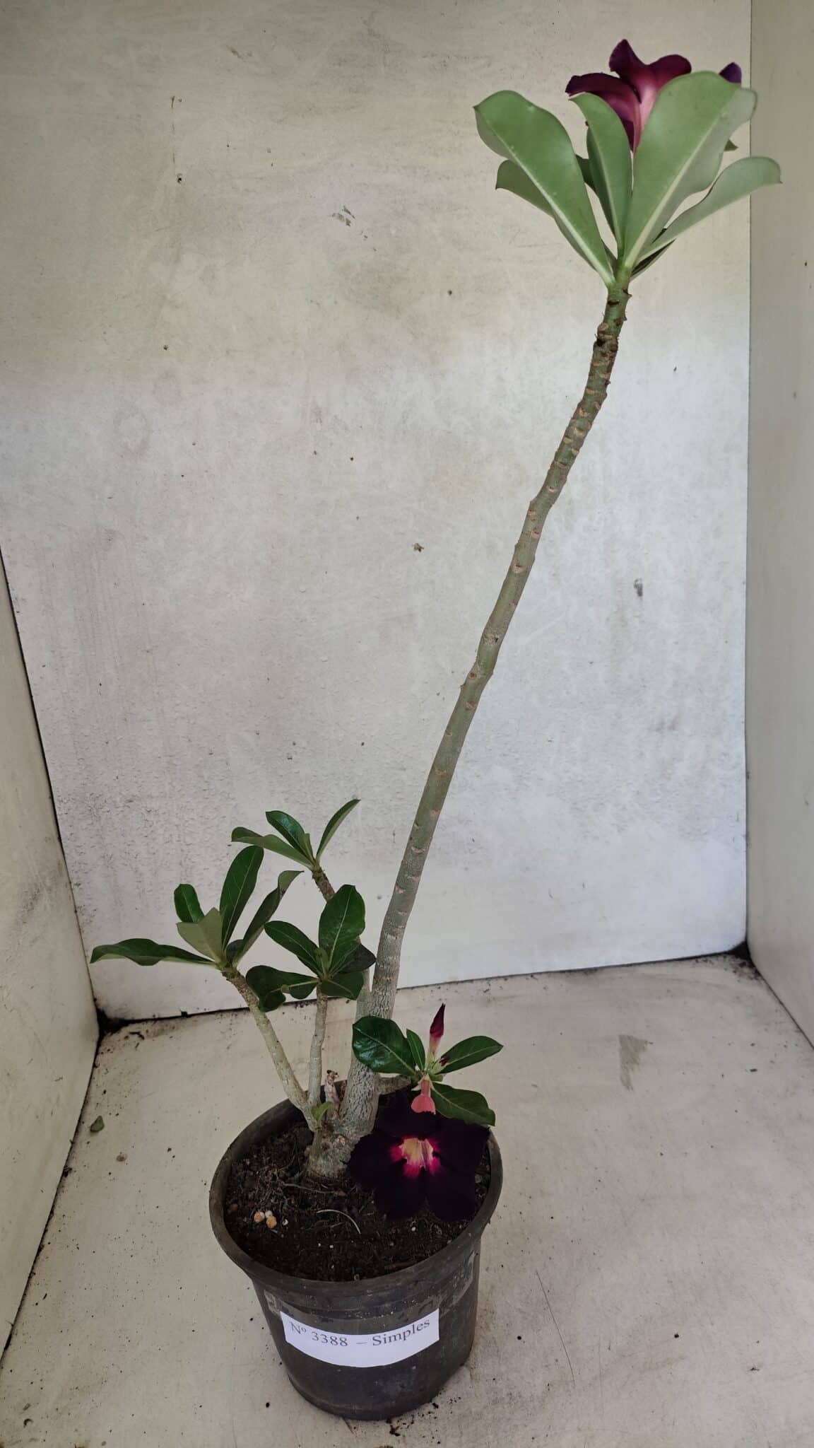 Planta Simples 3388 – 35cm – 03 anos - foto 6