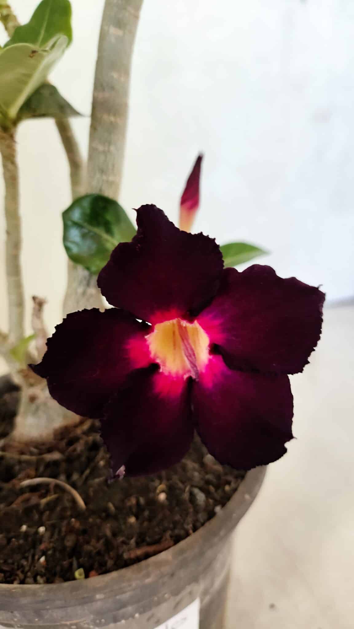 Planta Simples 3388 – 35cm – 03 anos - foto 3