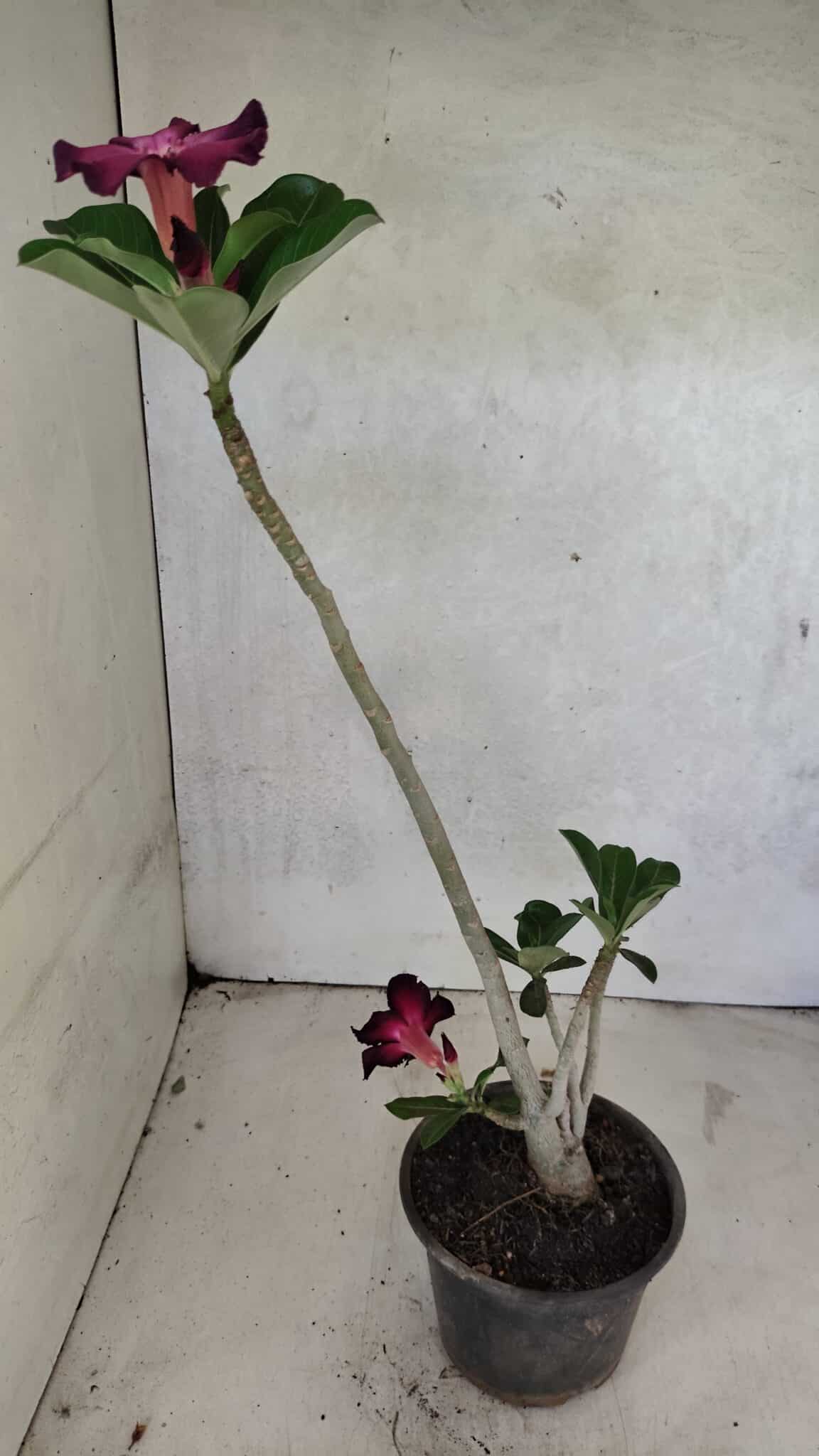 Planta Simples 3388 – 35cm – 03 anos - foto 5