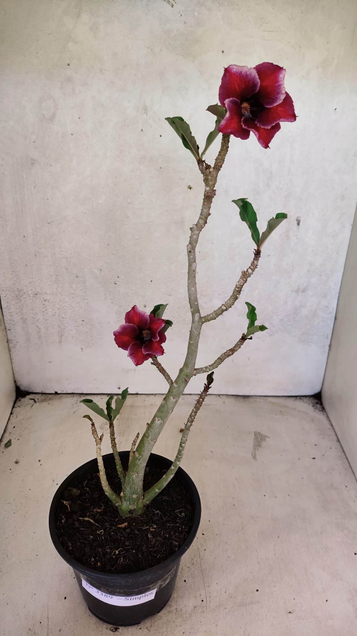Planta Simples 3389 – 35cm – 03 anos - foto 2