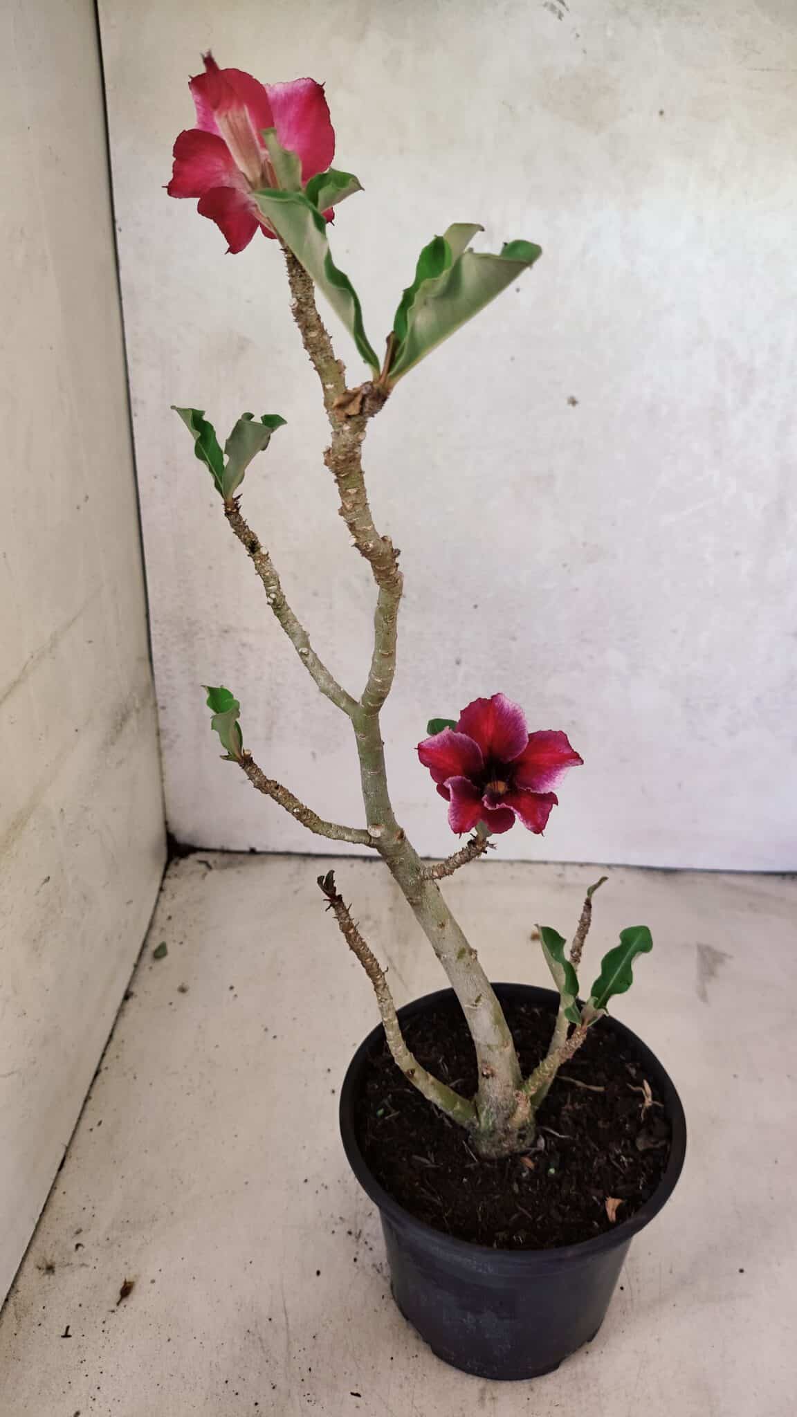 Planta Simples 3389 – 35cm – 03 anos - foto 6
