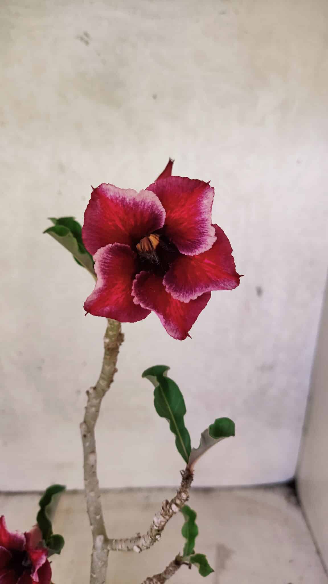 Planta Simples 3389 – 35cm – 03 anos - foto 5