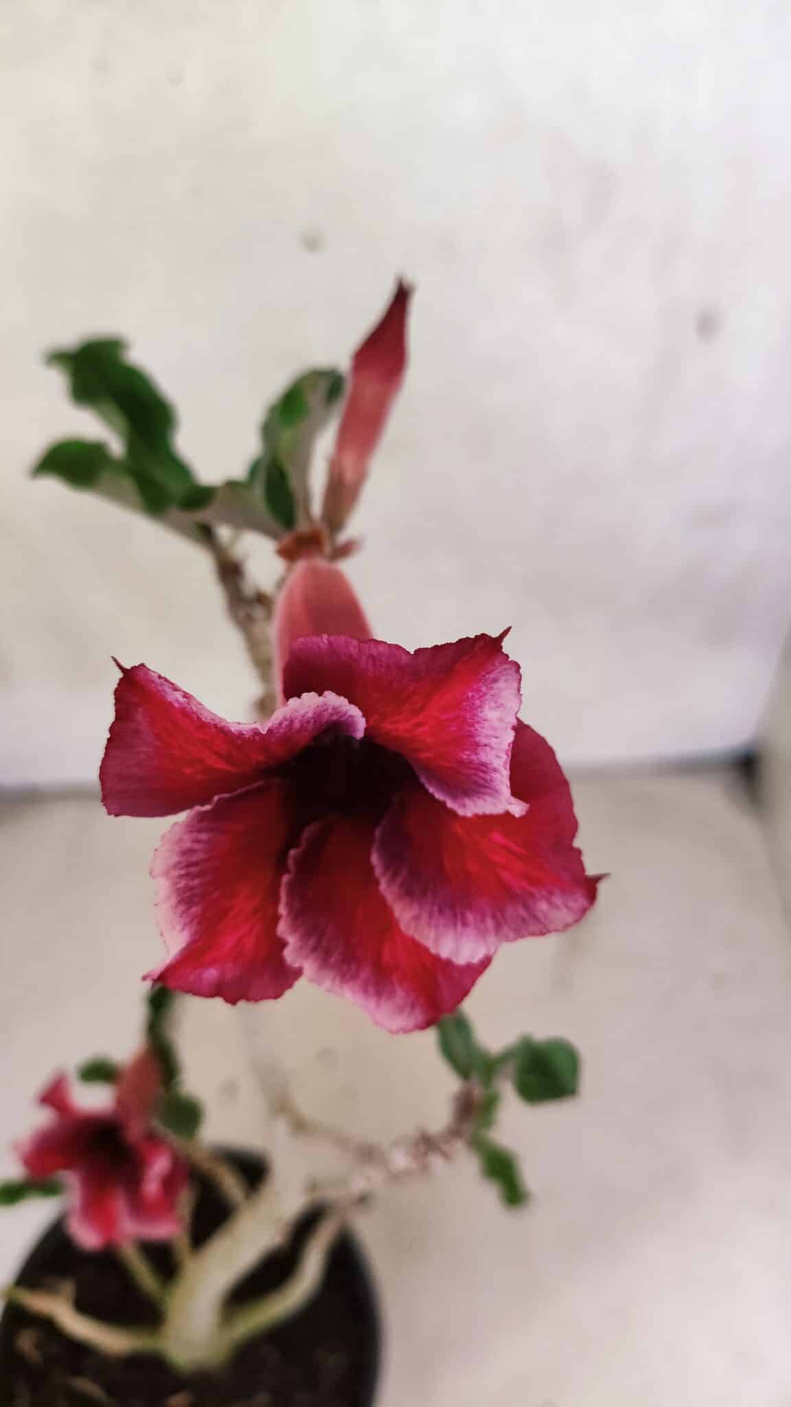 Planta Simples 3389 – 35cm – 03 anos - foto 4