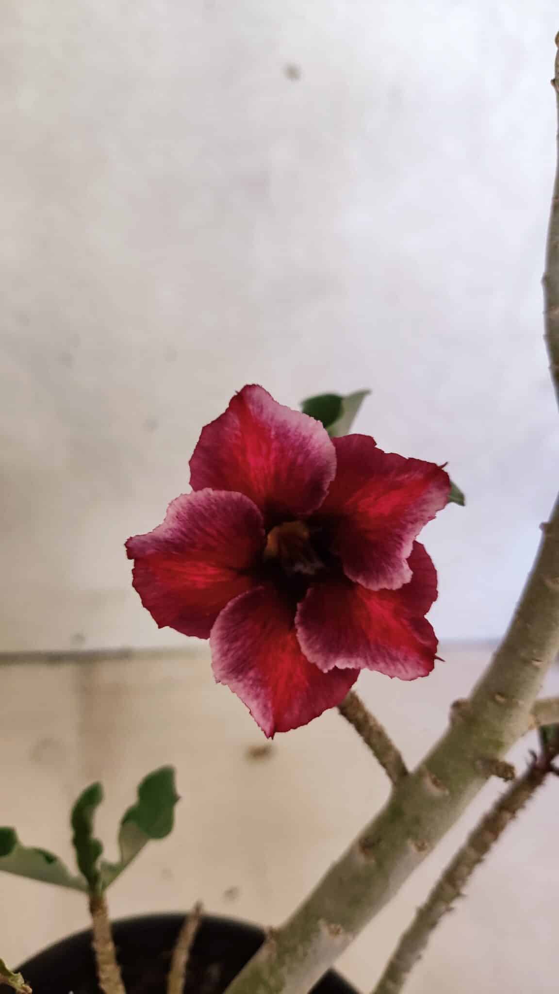 Planta Simples 3389 – 35cm – 03 anos - foto 3