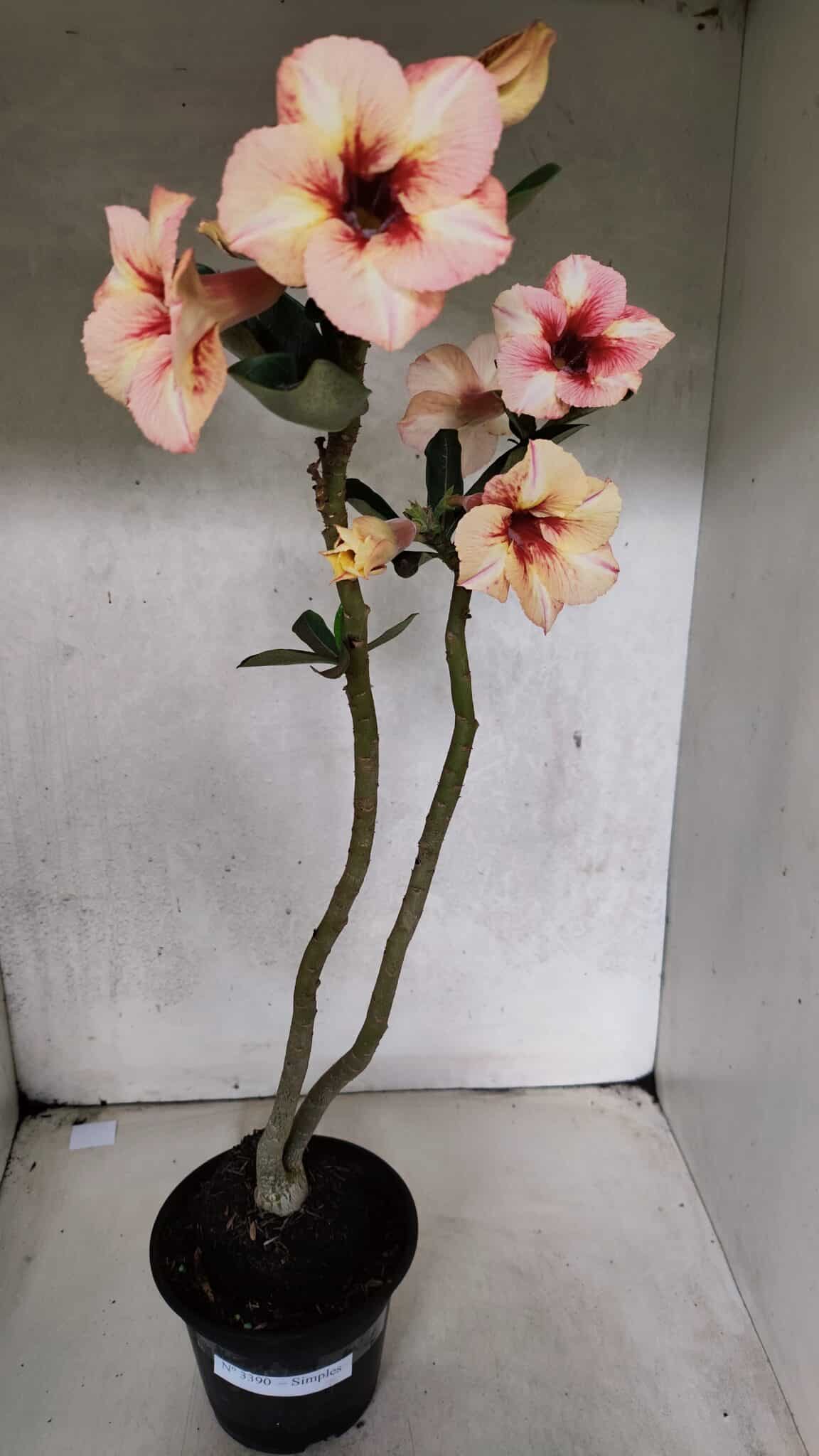 Planta Simples 3390 – 35cm – 03 anos - foto 2
