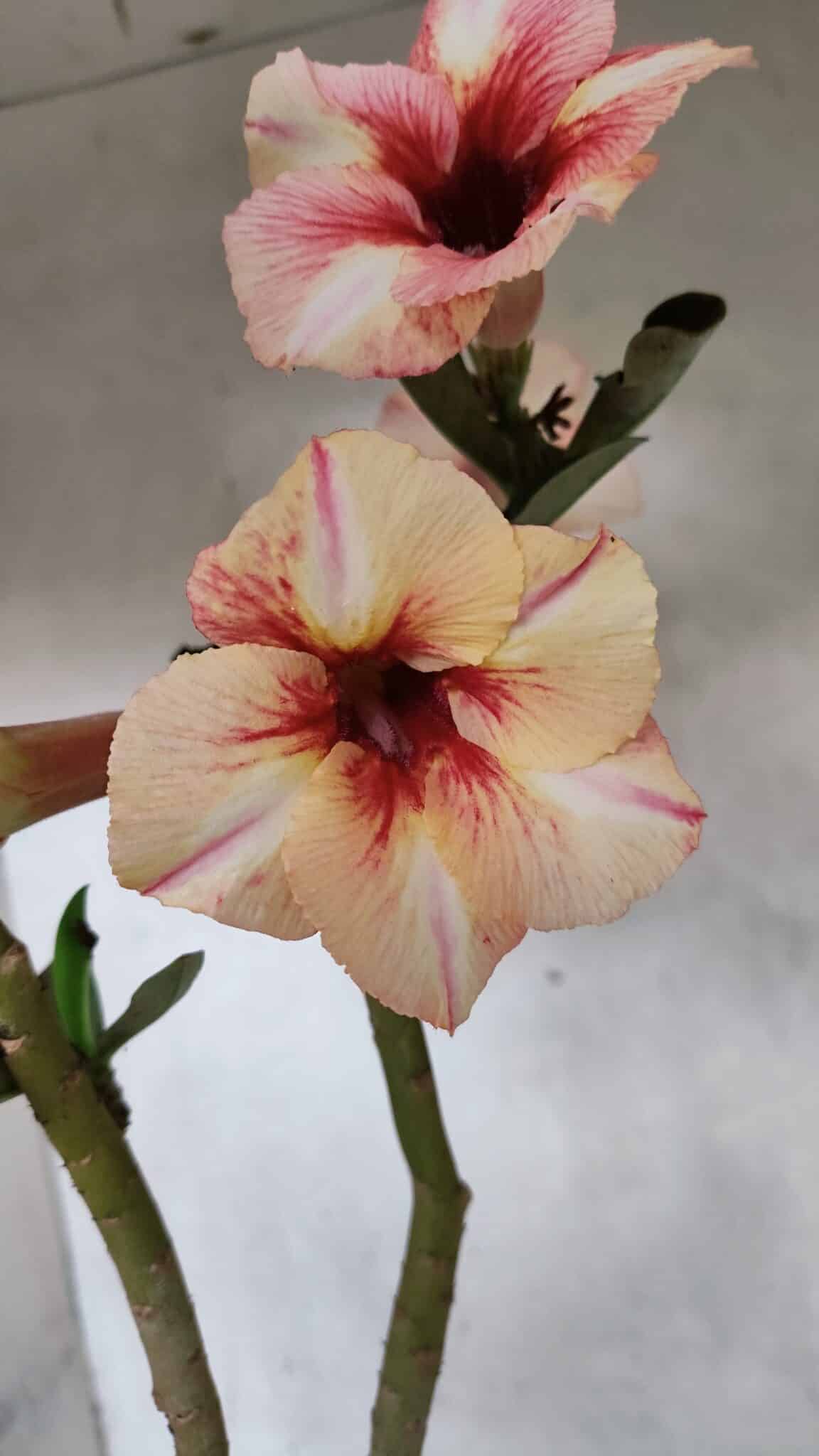 Planta Simples 3390 – 35cm – 03 anos - foto 4