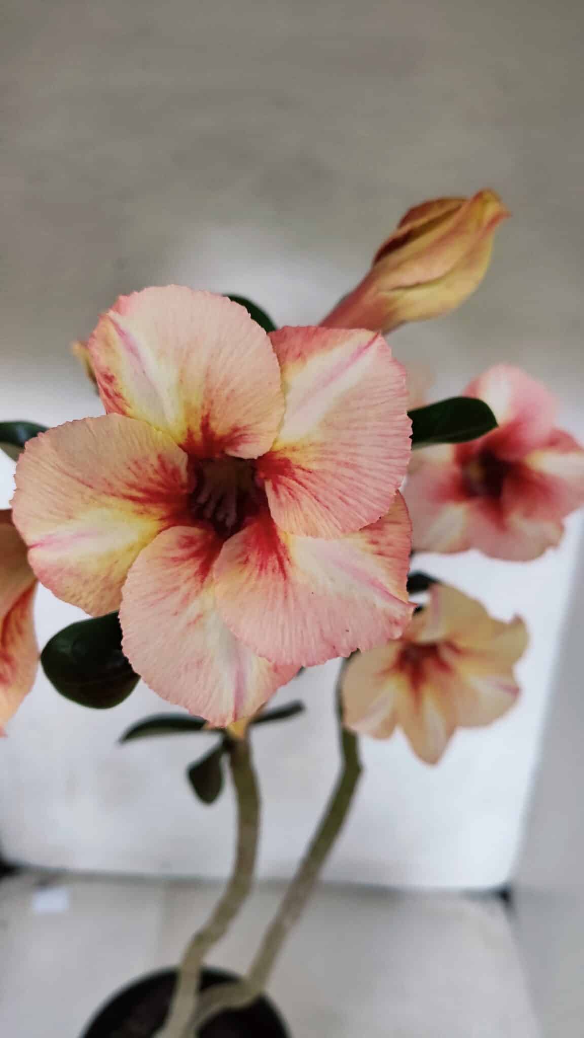Planta Simples 3390 – 35cm – 03 anos - foto 3