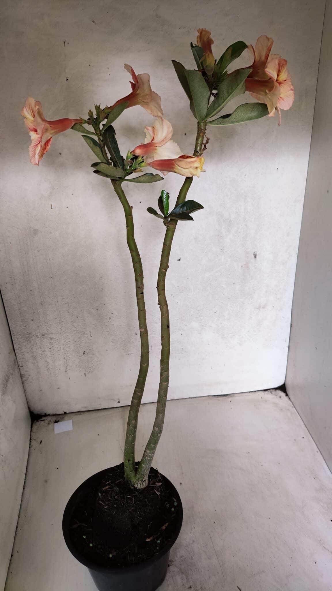 Planta Simples 3390 – 35cm – 03 anos - foto 5
