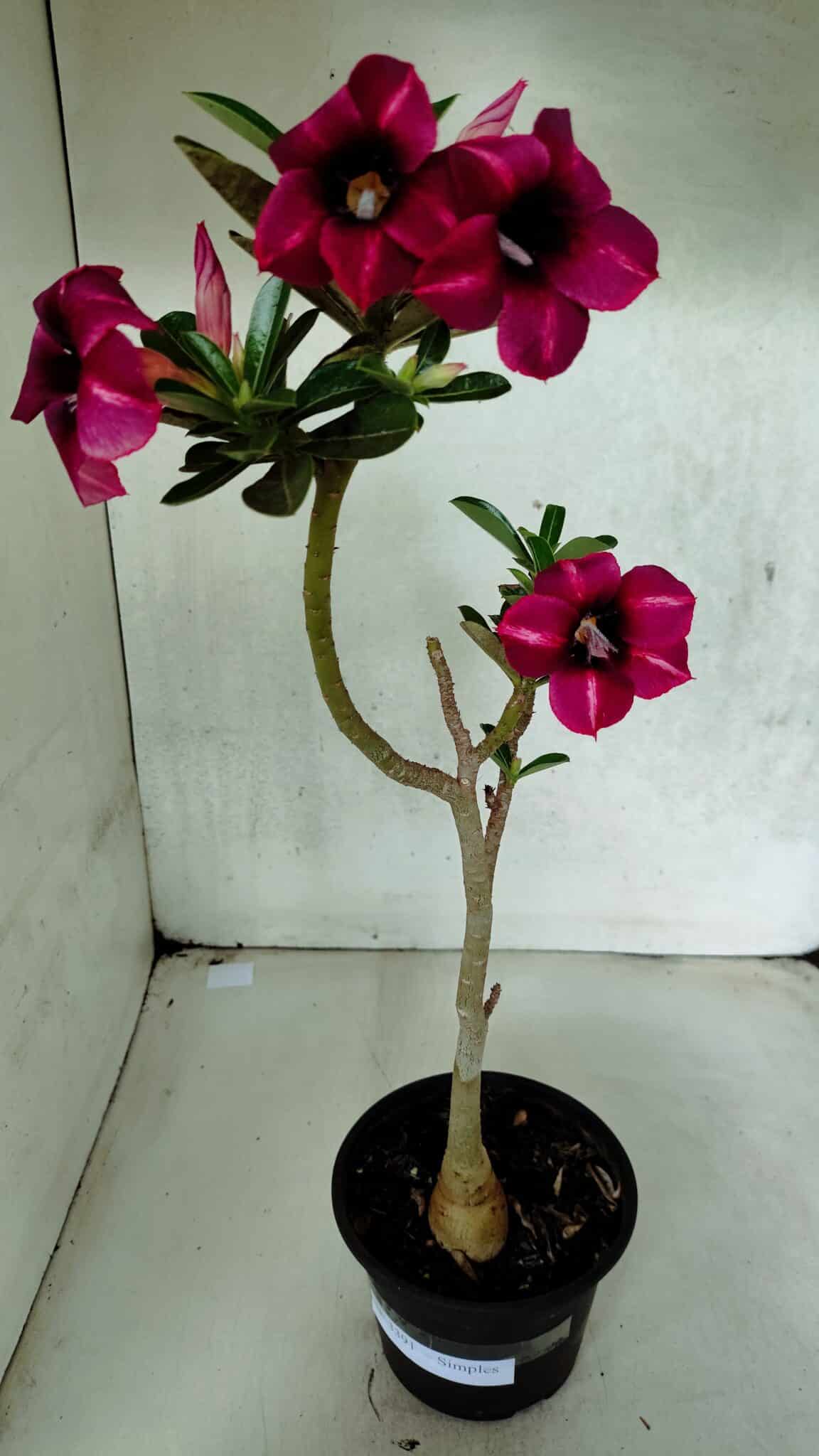 Planta Simples 3391 – 30cm – 02 anos - foto 2