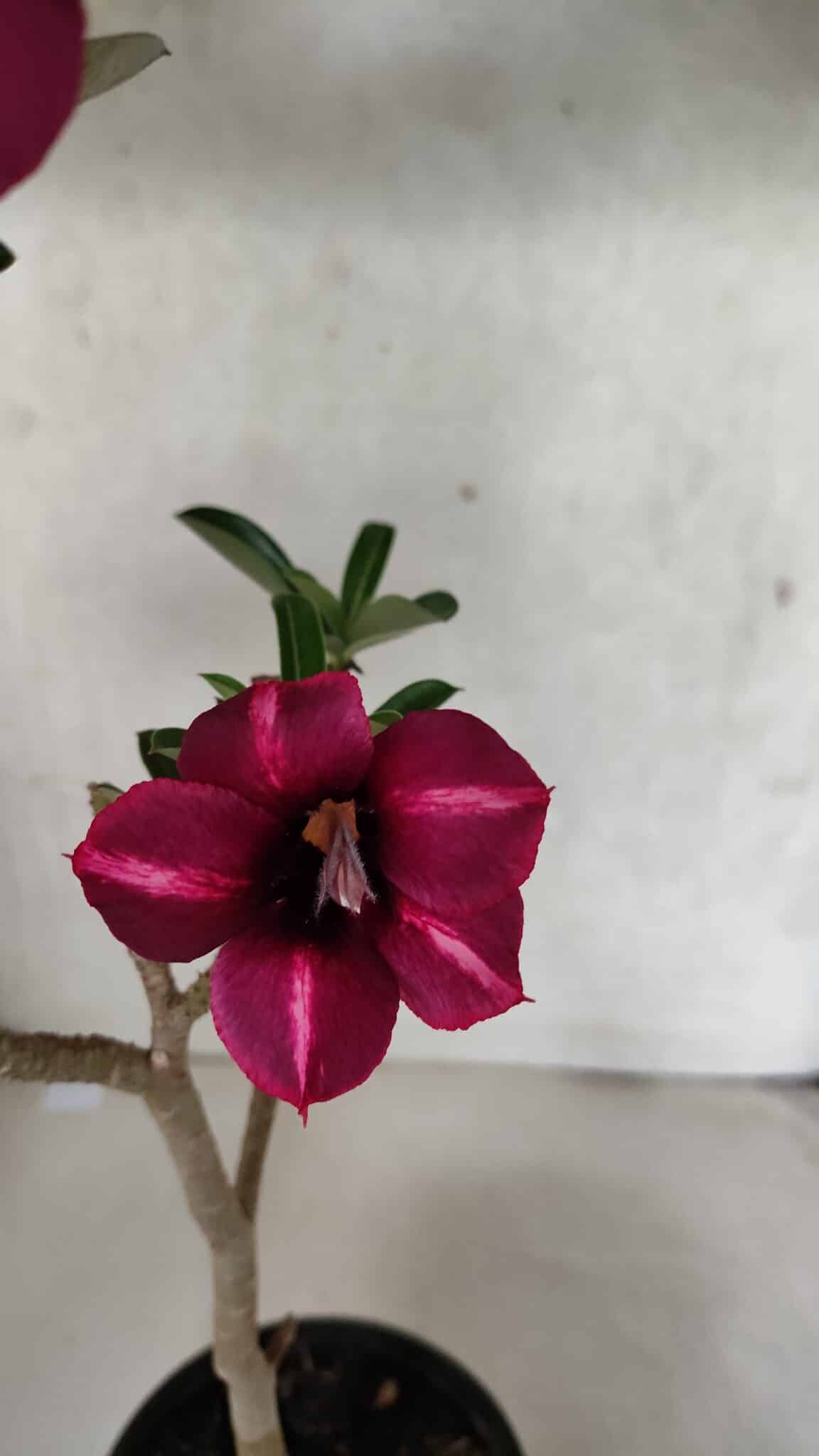 Planta Simples 3391 – 30cm – 02 anos - foto 4