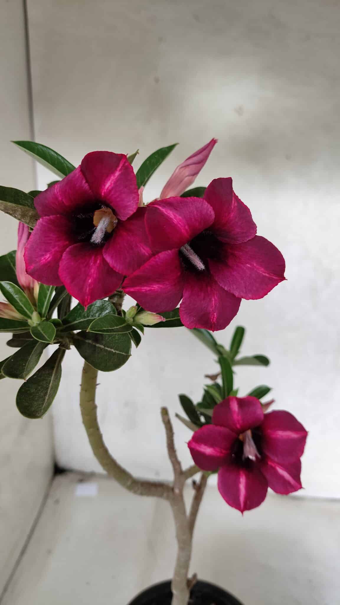 Planta Simples 3391 – 30cm – 02 anos - foto 3
