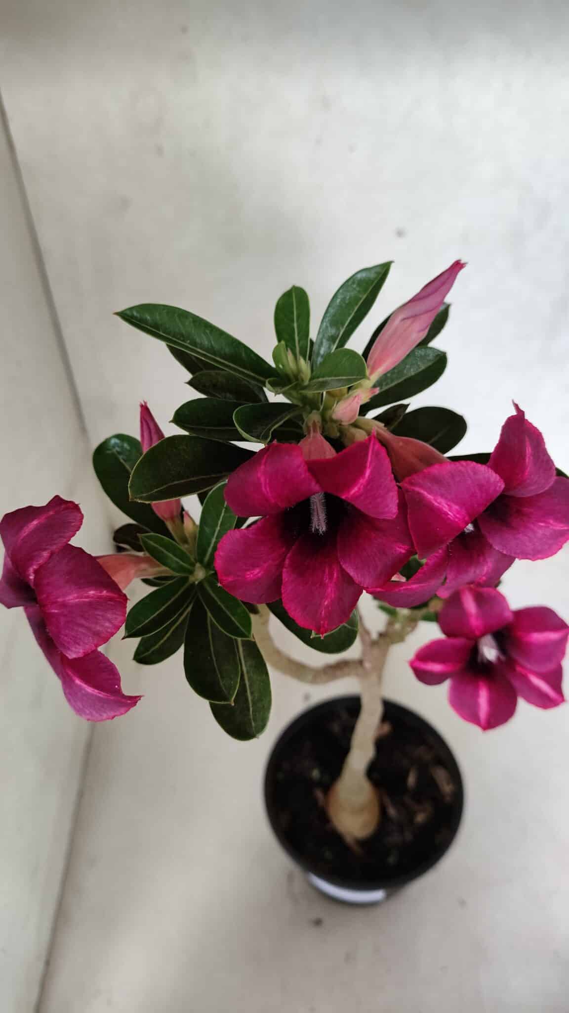 Planta Simples 3391 – 30cm – 02 anos - foto 5