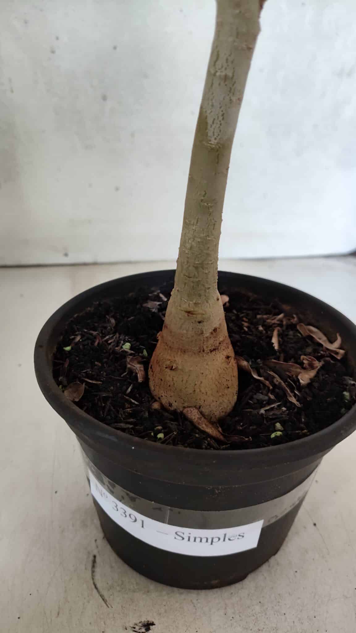 Planta Simples 3391 – 30cm – 02 anos - foto 7