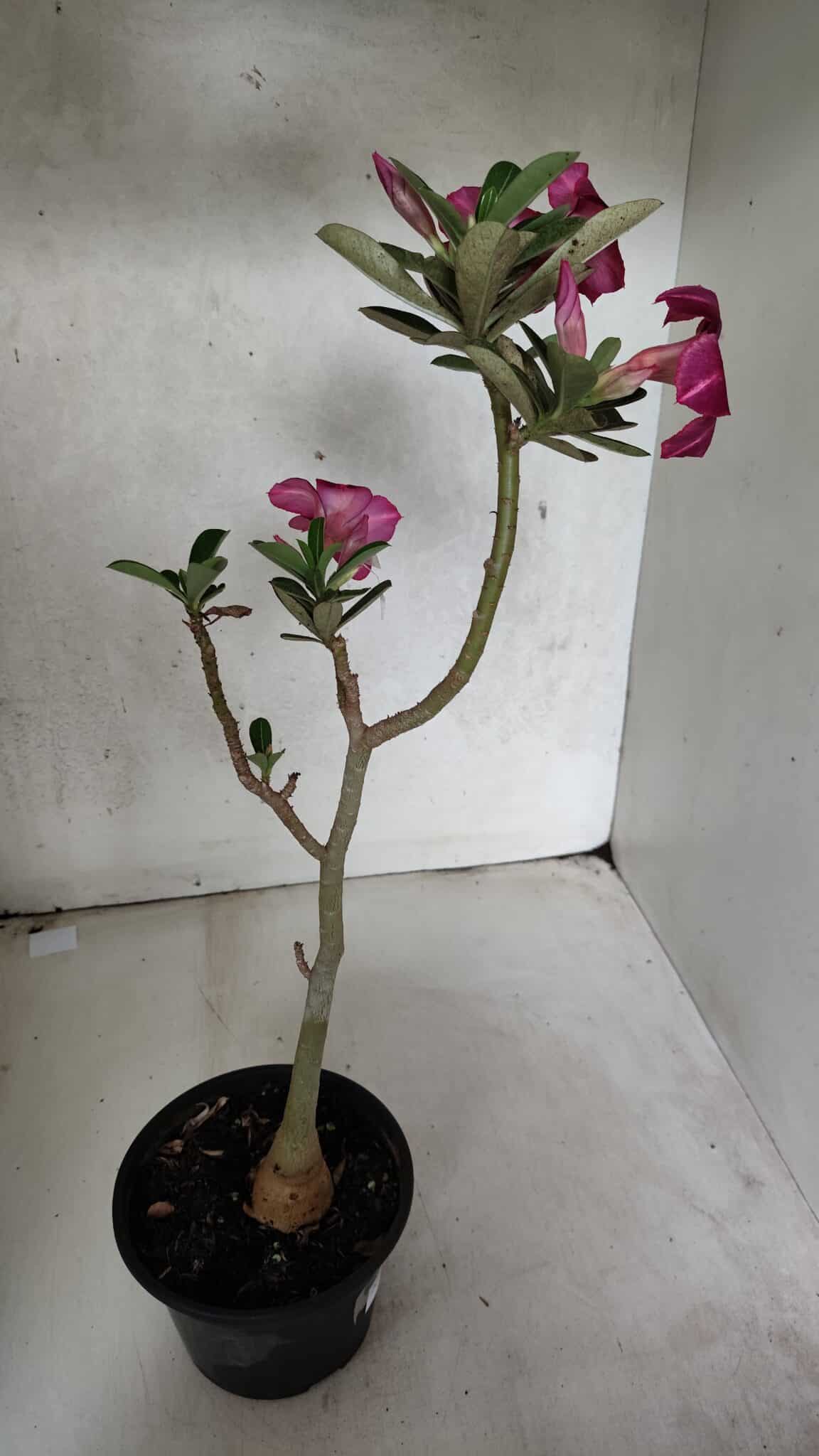 Planta Simples 3391 – 30cm – 02 anos - foto 6