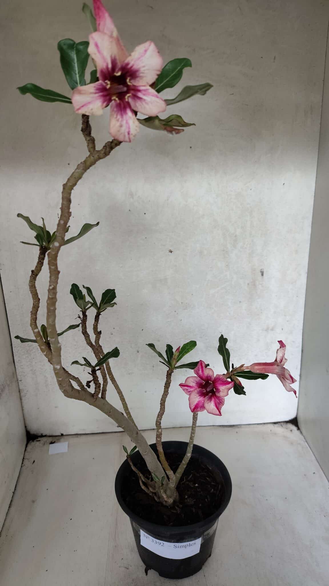 Planta Simples 3392 – 35cm – 03 anos - imagem 2