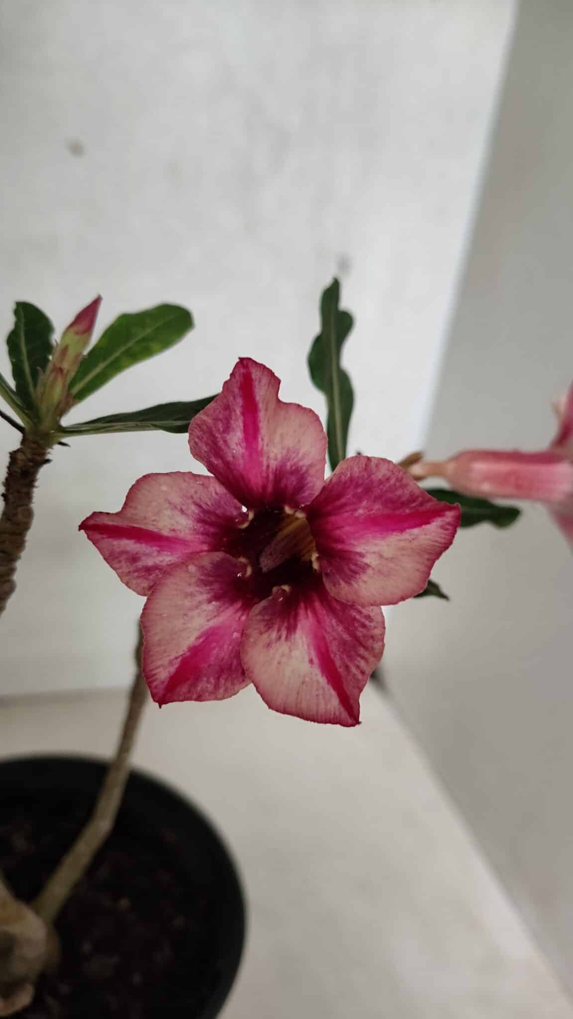 Planta Simples 3392 – 35cm – 03 anos - imagem 3