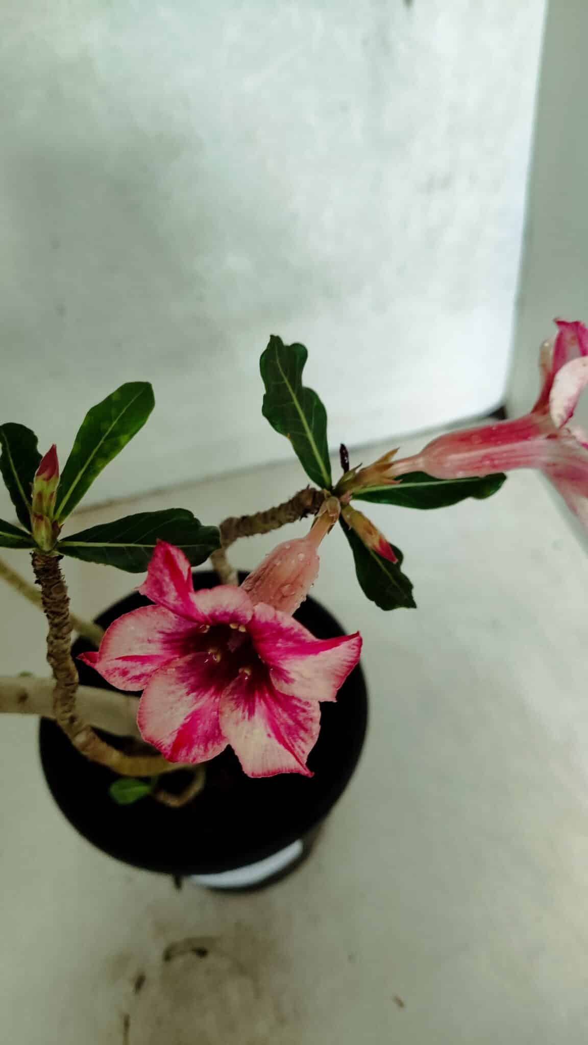 Planta Simples 3392 – 35cm – 03 anos - imagem 4