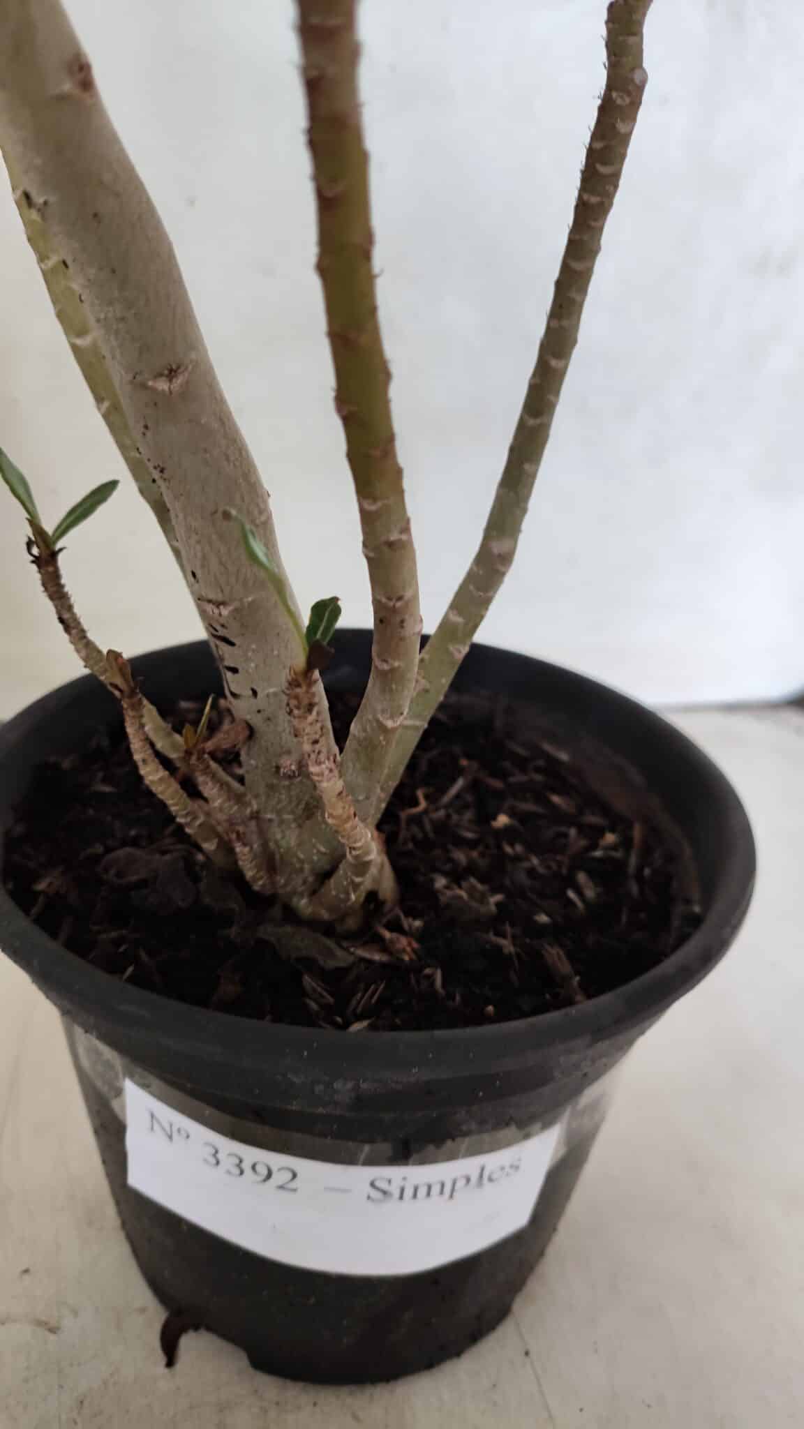 Planta Simples 3392 – 35cm – 03 anos - imagem 6