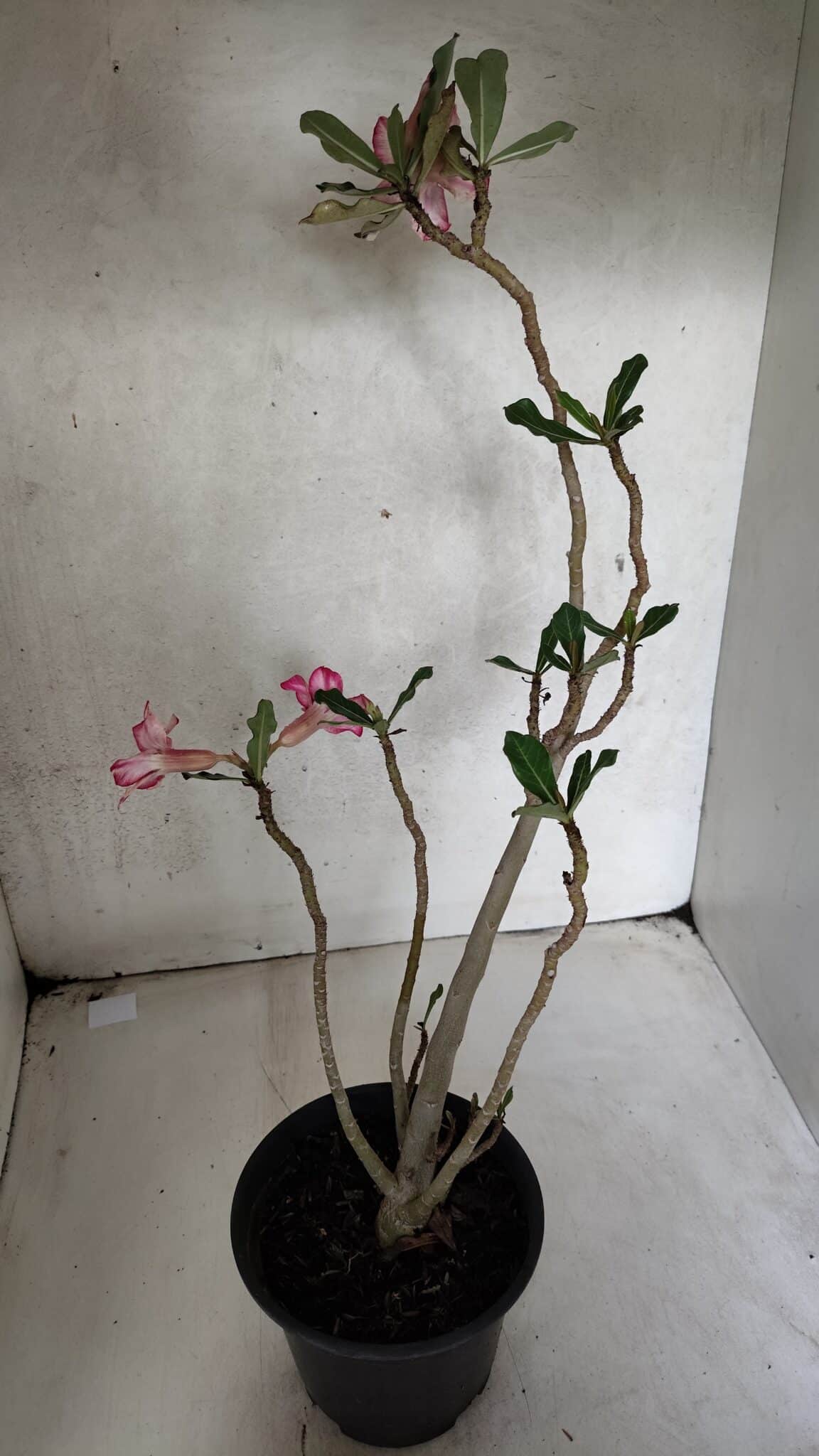 Planta Simples 3392 – 35cm – 03 anos - imagem 5