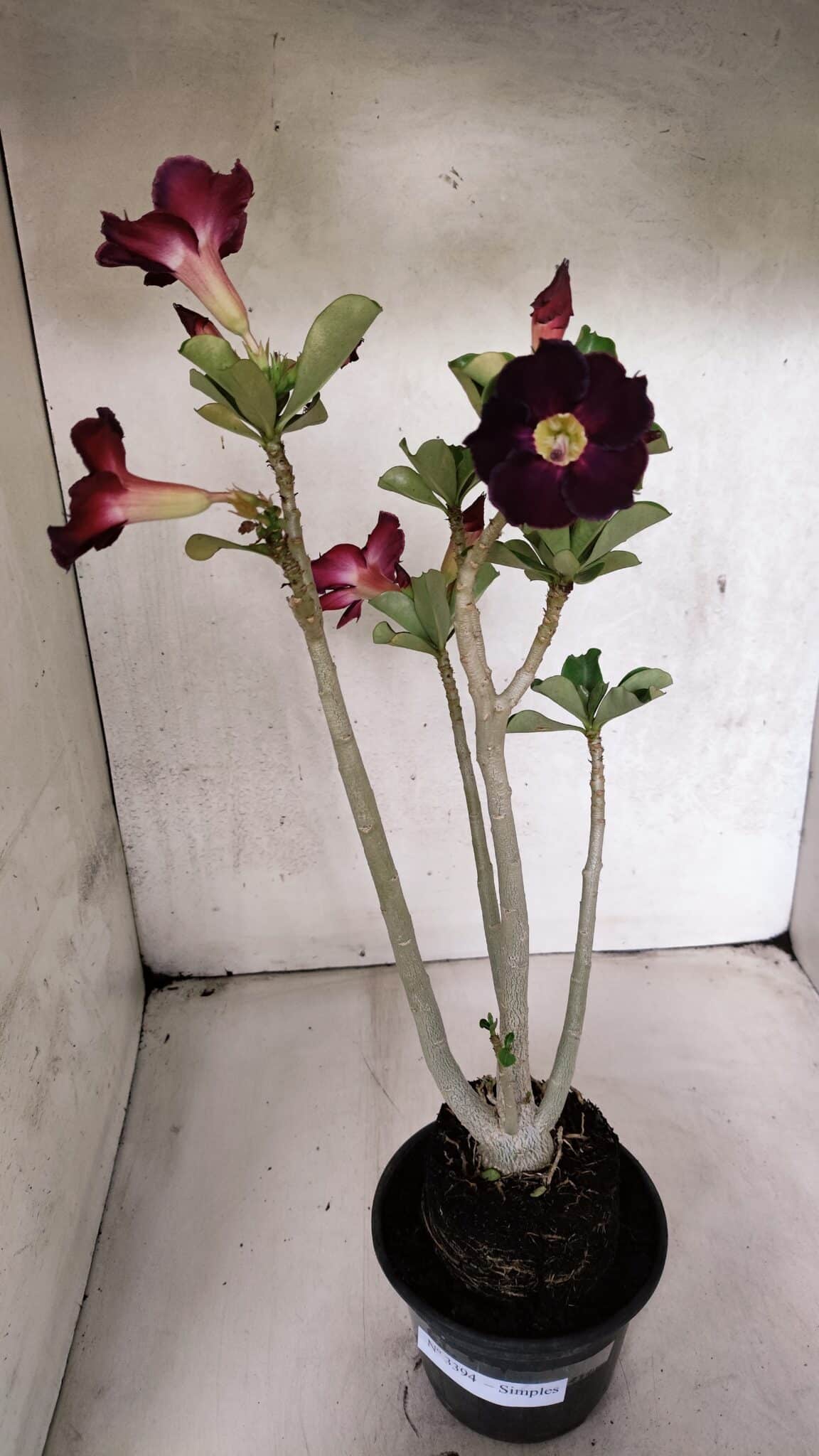 Planta Simples 3394 – 35cm – 03 anos - foto 2