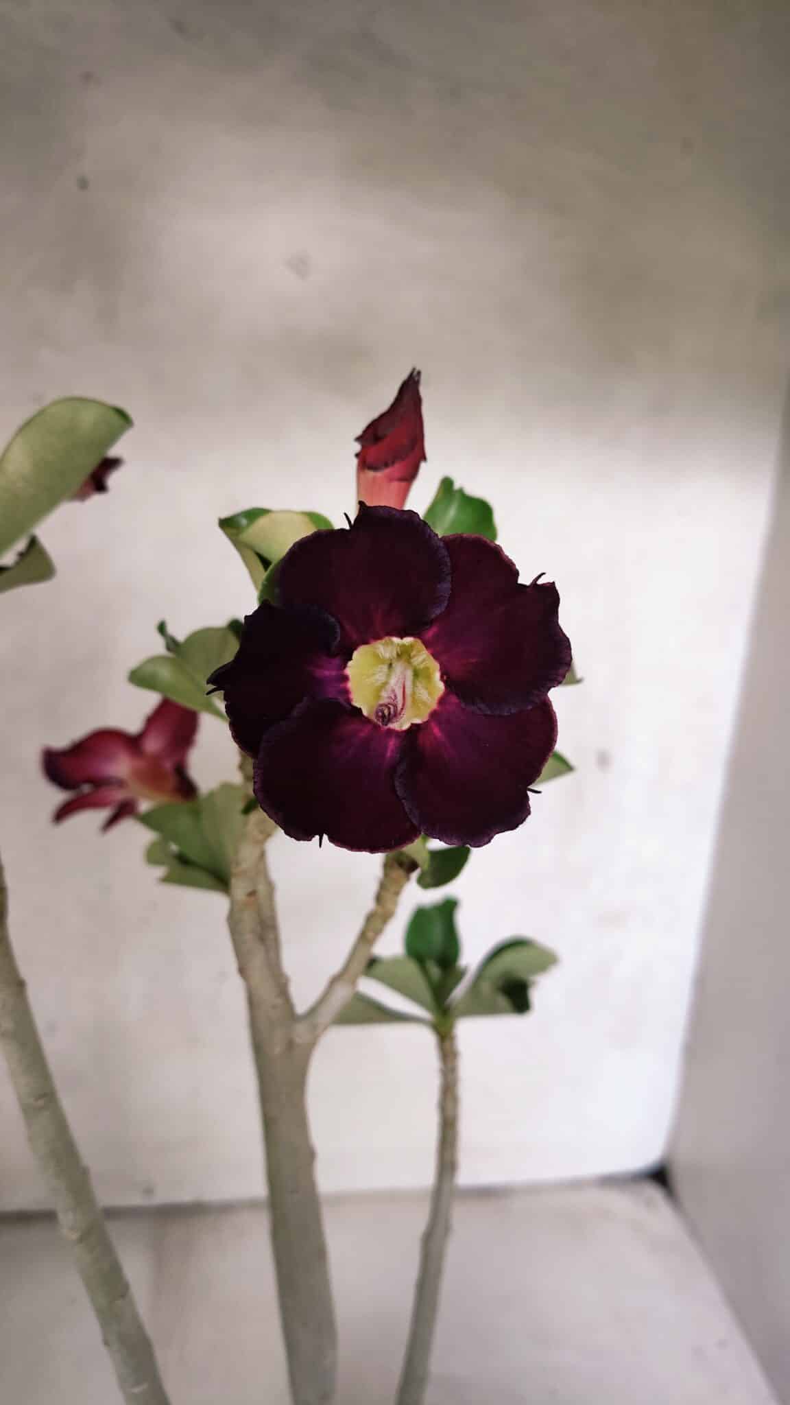 Planta Simples 3394 – 35cm – 03 anos - foto 3