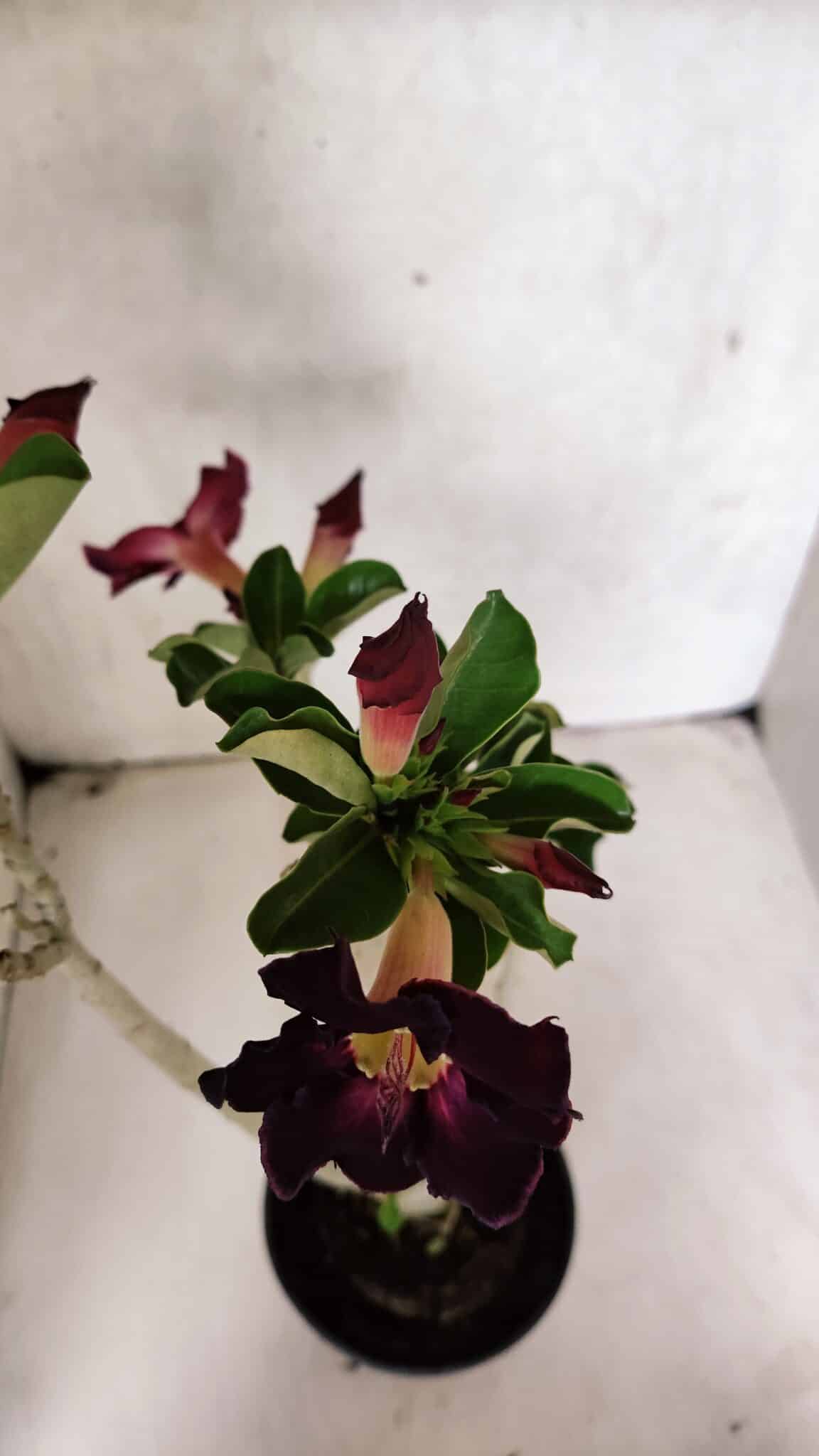 Planta Simples 3394 – 35cm – 03 anos - foto 6