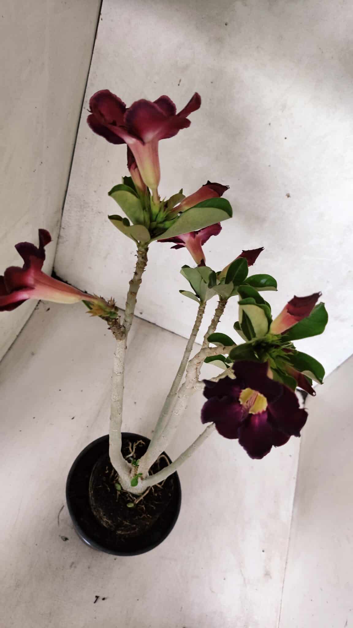 Planta Simples 3394 – 35cm – 03 anos - foto 4