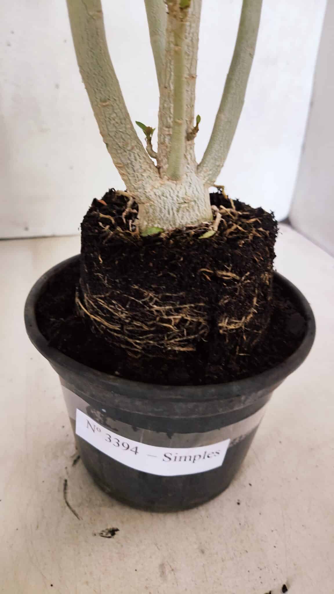 Planta Simples 3394 – 35cm – 03 anos - foto 8
