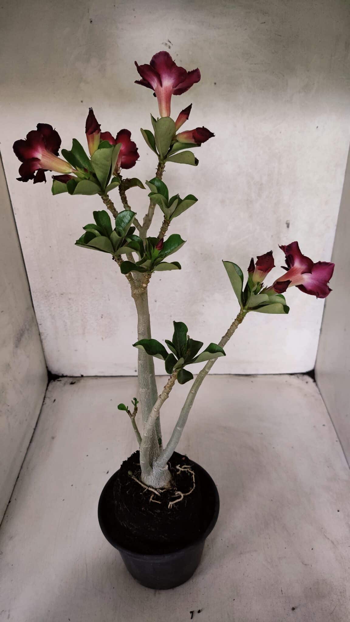 Planta Simples 3394 – 35cm – 03 anos - foto 7