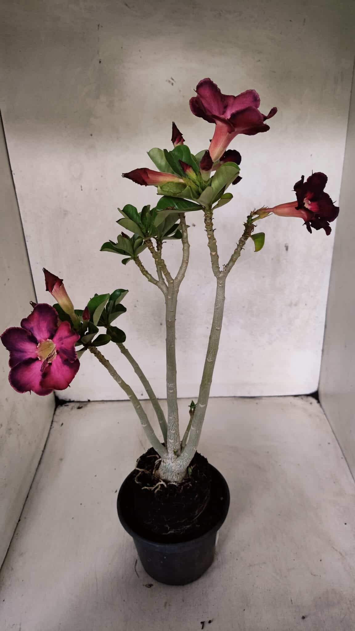 Planta Simples 3394 – 35cm – 03 anos - foto 5
