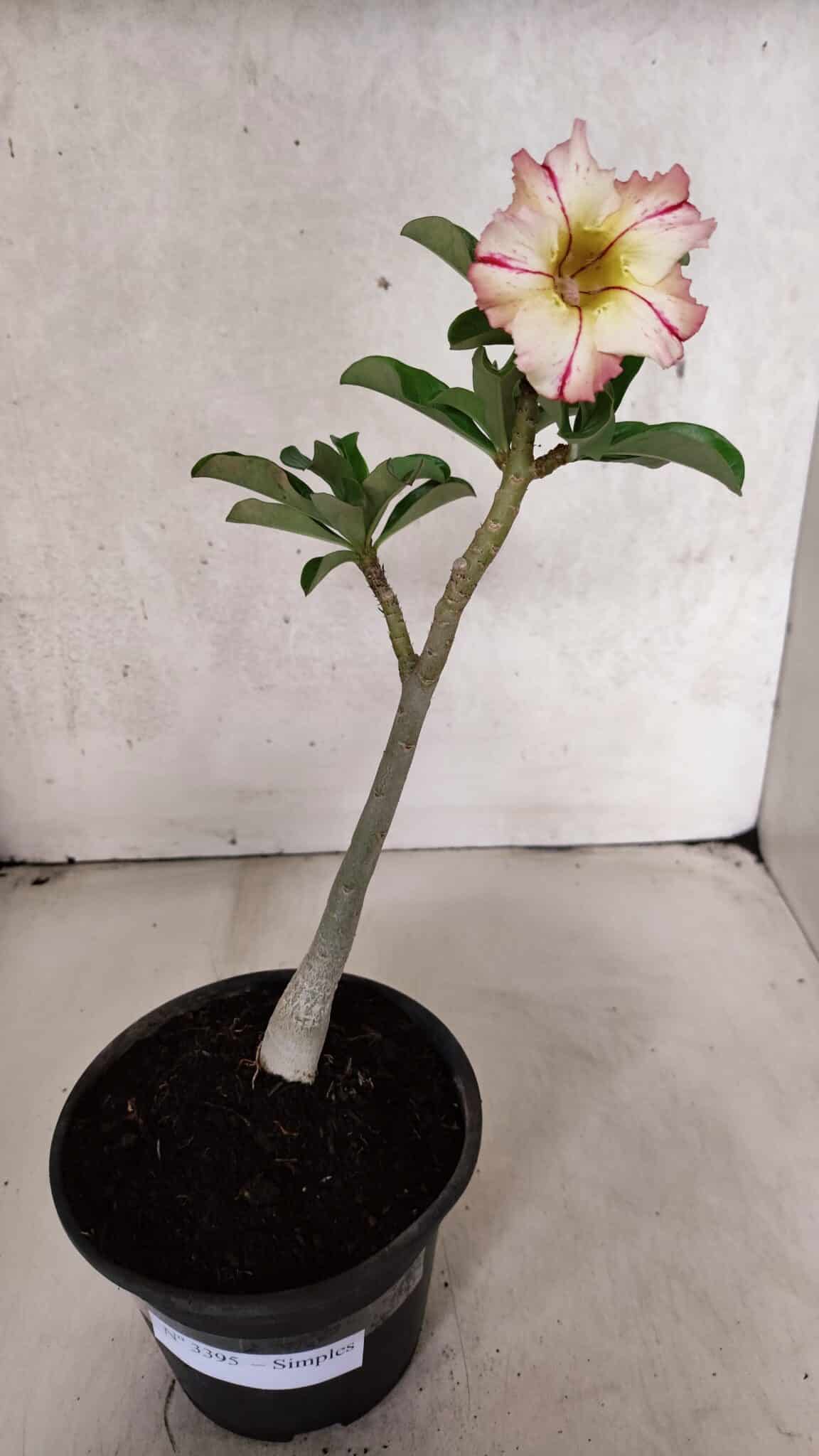 Planta Simples 3395 – 25cm – 01 ano - foto 2