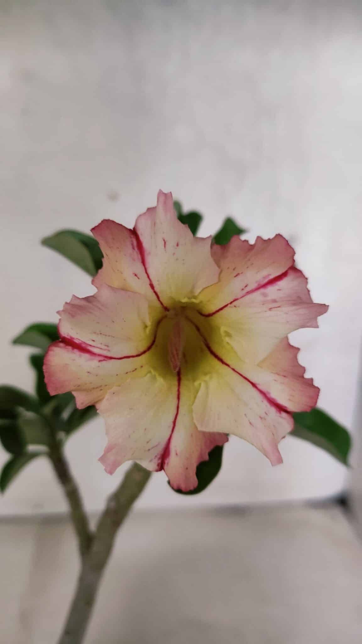 Planta Simples 3395 – 25cm – 01 ano - foto 3