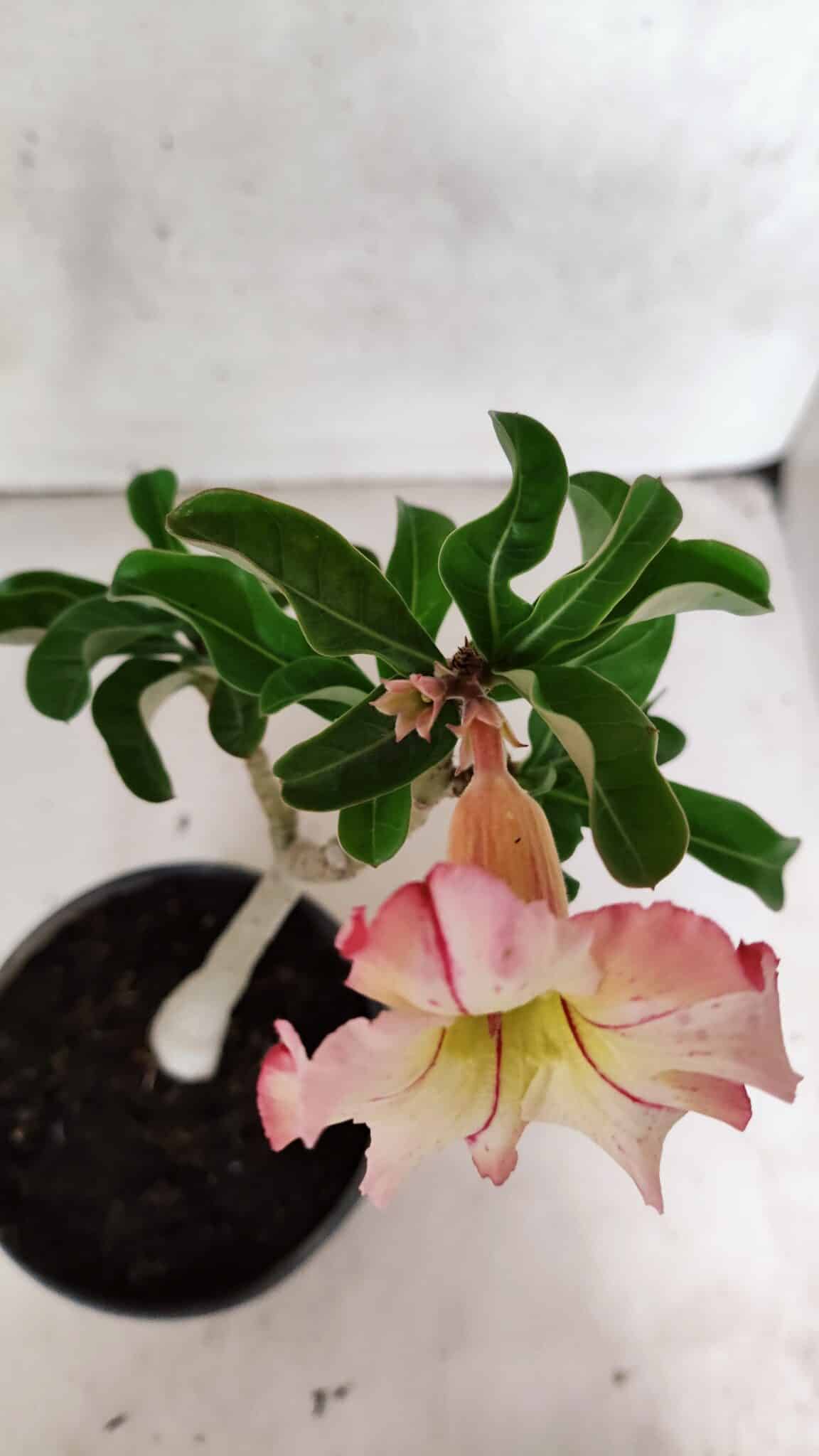 Planta Simples 3395 – 25cm – 01 ano - foto 4