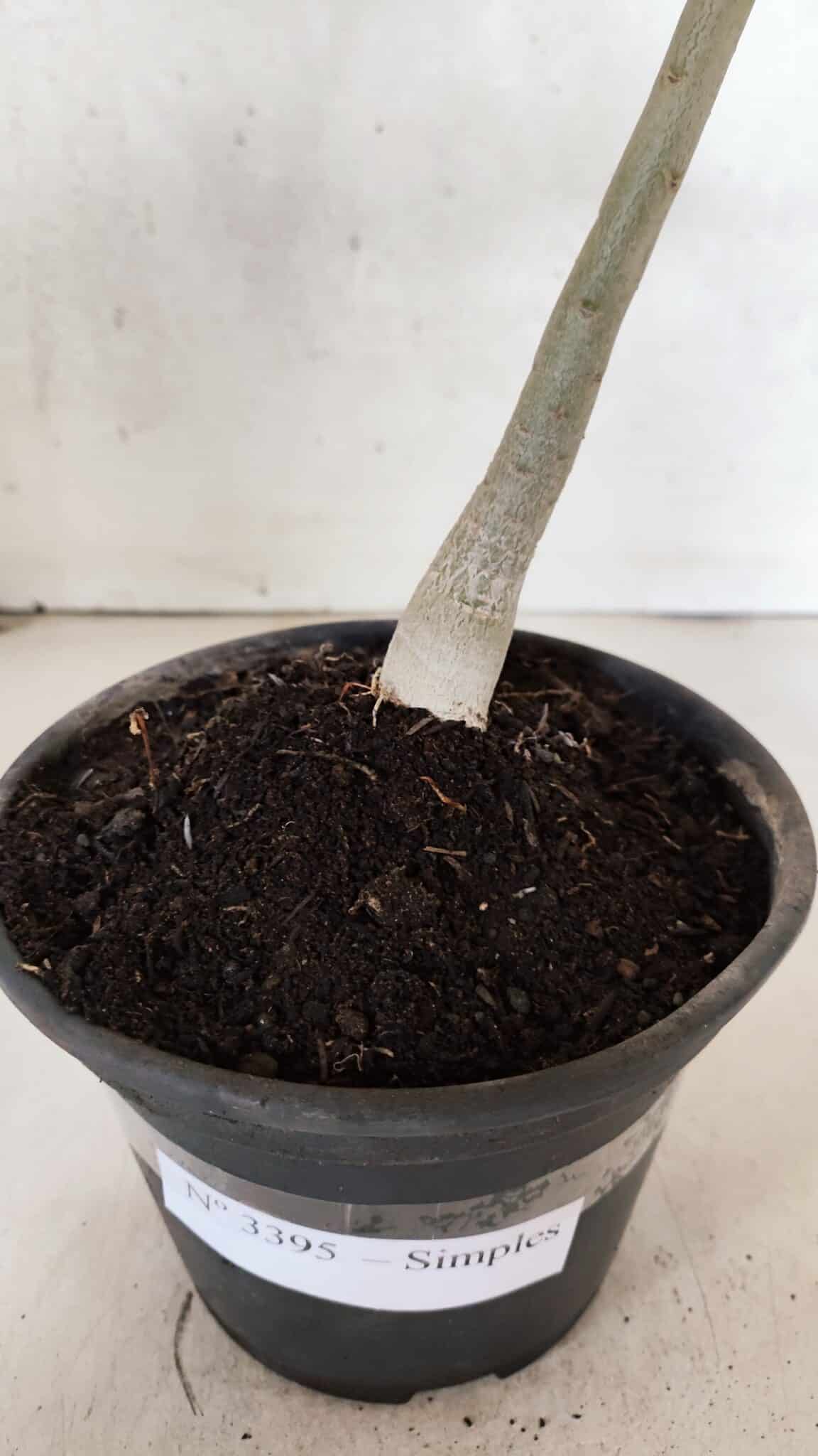 Planta Simples 3395 – 25cm – 01 ano - foto 7