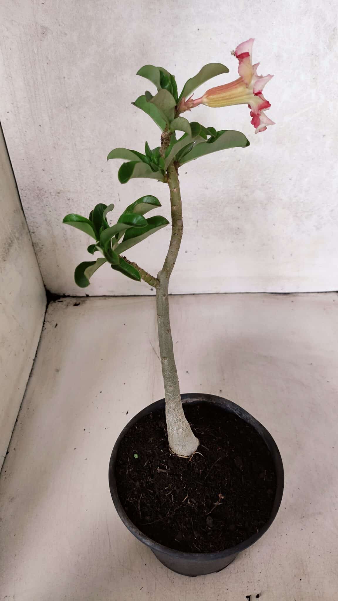 Planta Simples 3395 – 25cm – 01 ano - foto 6