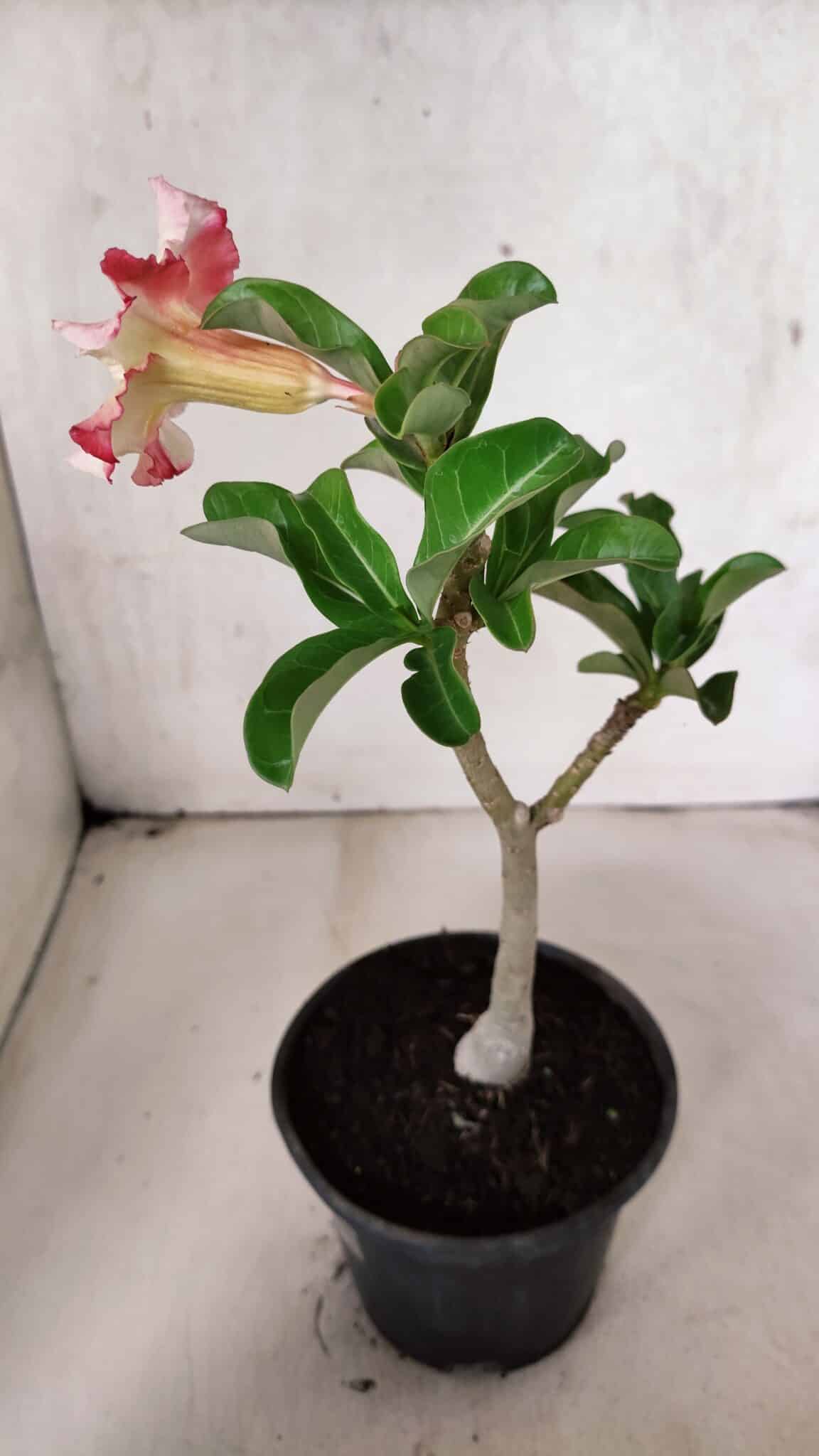 Planta Simples 3395 – 25cm – 01 ano - foto 5