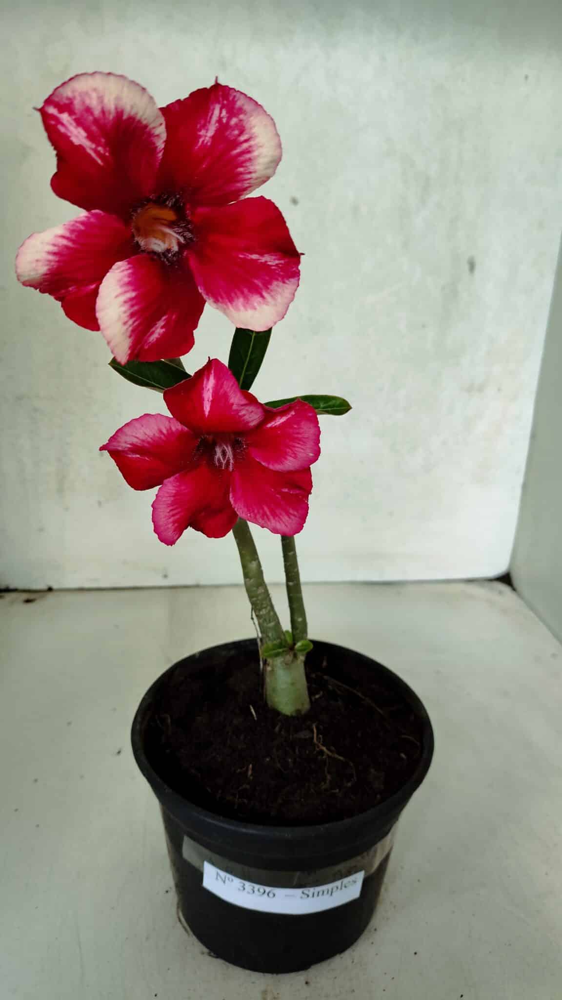 Planta Simples 3396 – 25cm – 01 ano - foto 2