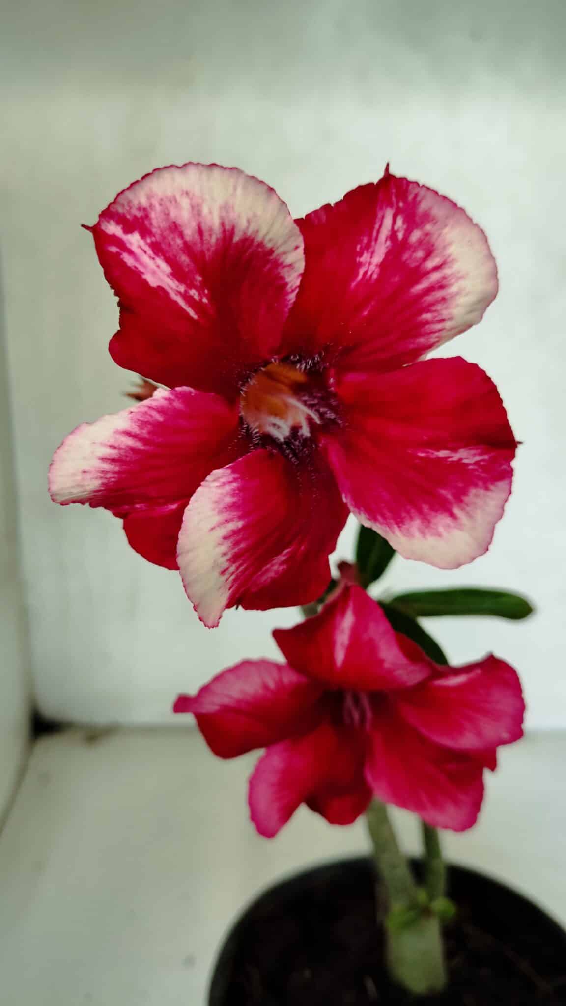 Planta Simples 3396 – 25cm – 01 ano - foto 3