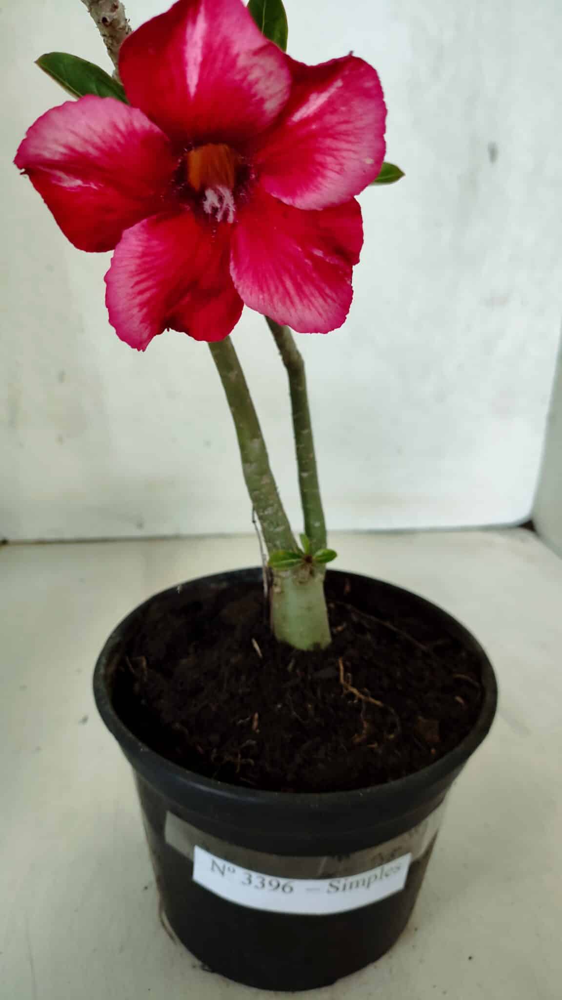 Planta Simples 3396 – 25cm – 01 ano - foto 4