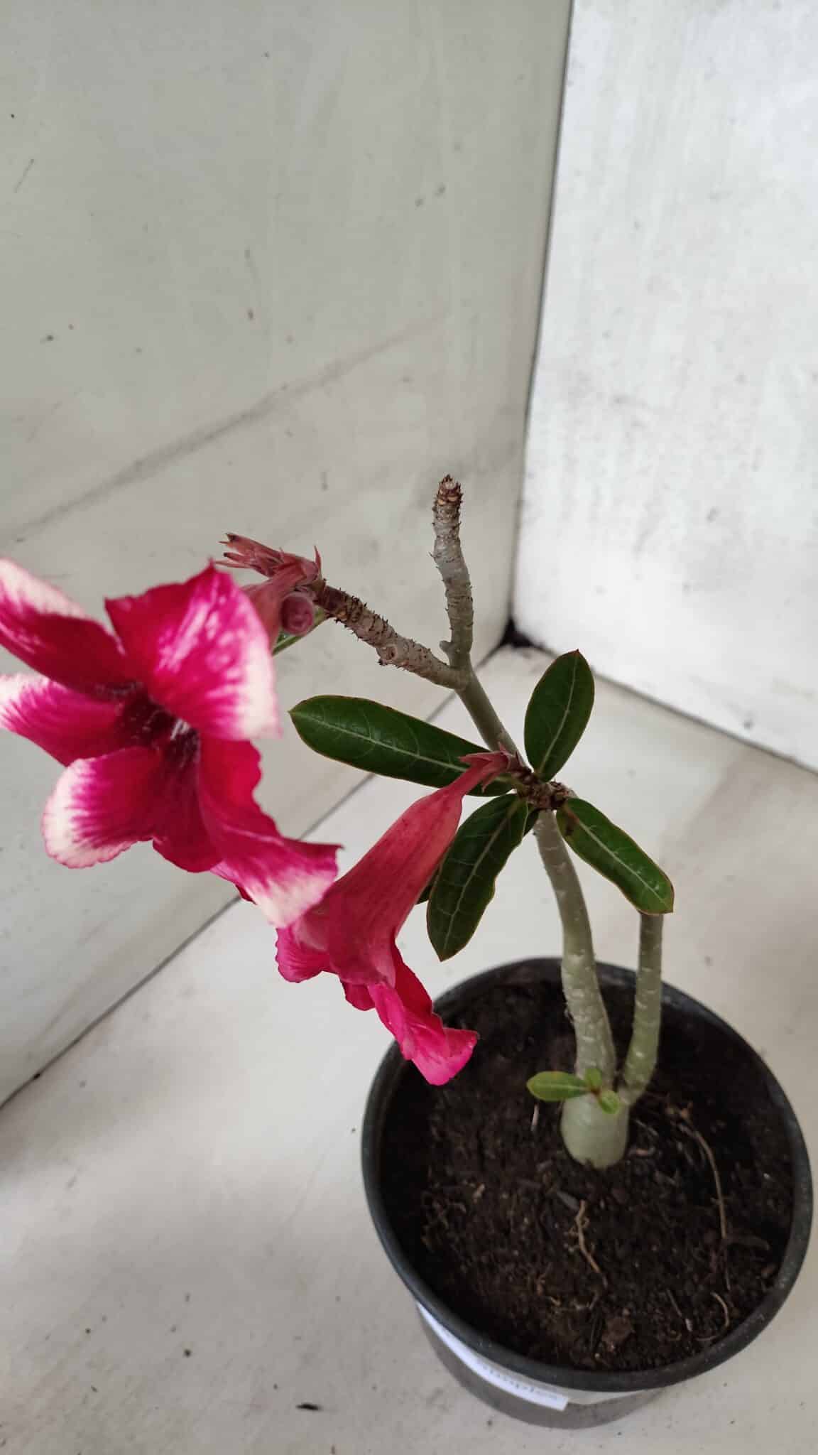 Planta Simples 3396 – 25cm – 01 ano - foto 6