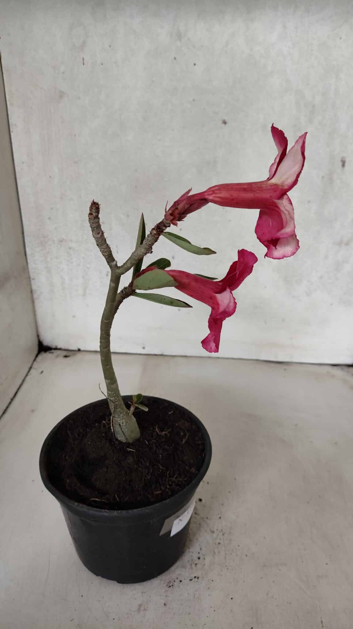 Planta Simples 3396 – 25cm – 01 ano - foto 5
