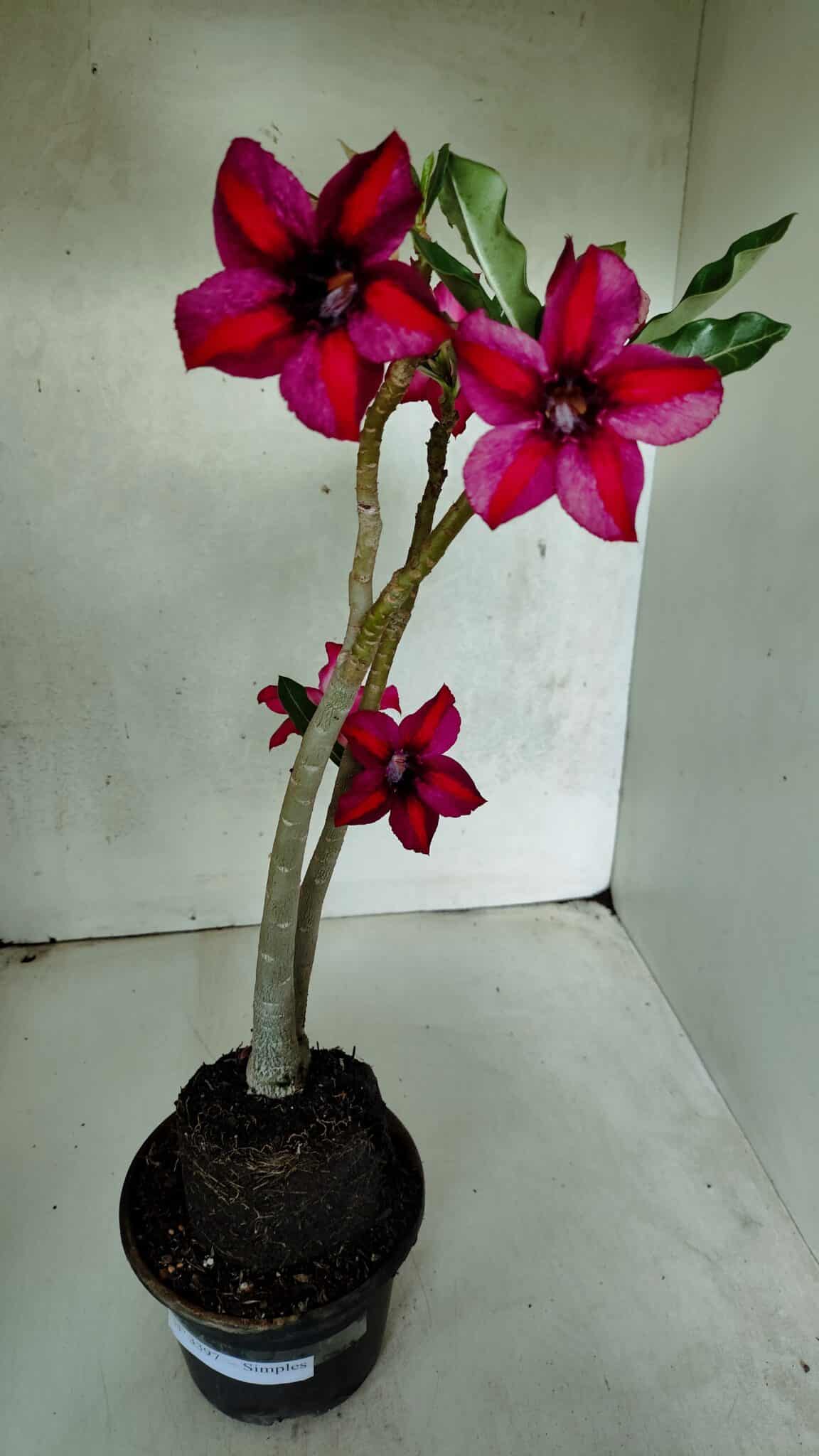 Planta Simples 3397 – 35cm – 03 anos - foto 2