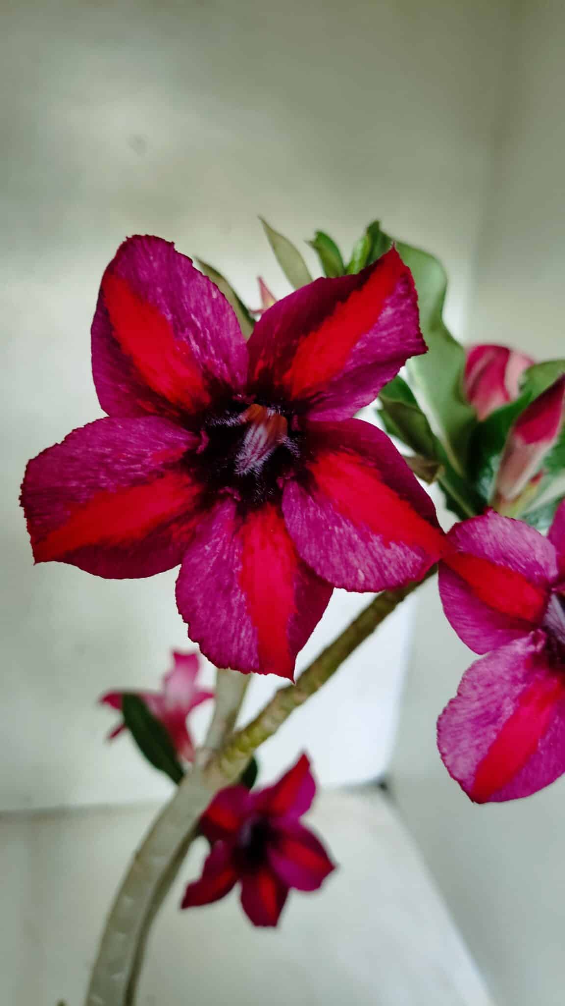 Planta Simples 3397 – 35cm – 03 anos - foto 3