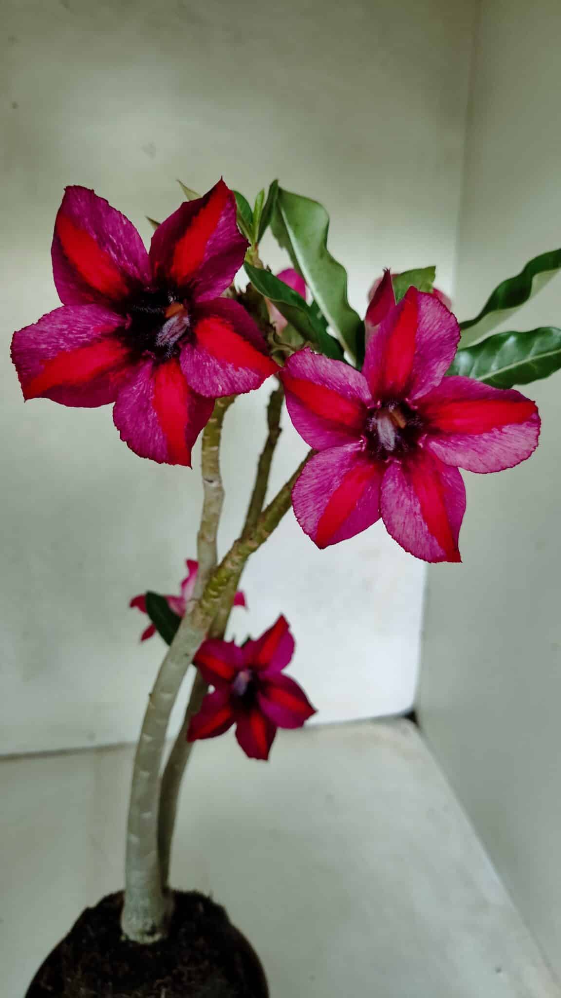 Planta Simples 3397 – 35cm – 03 anos - foto 4