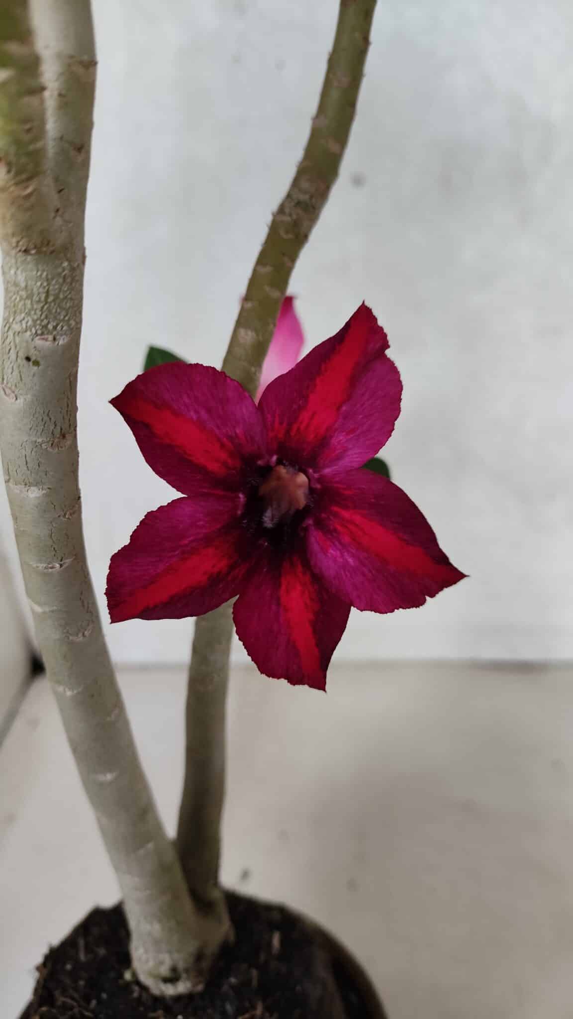 Planta Simples 3397 – 35cm – 03 anos - foto 5