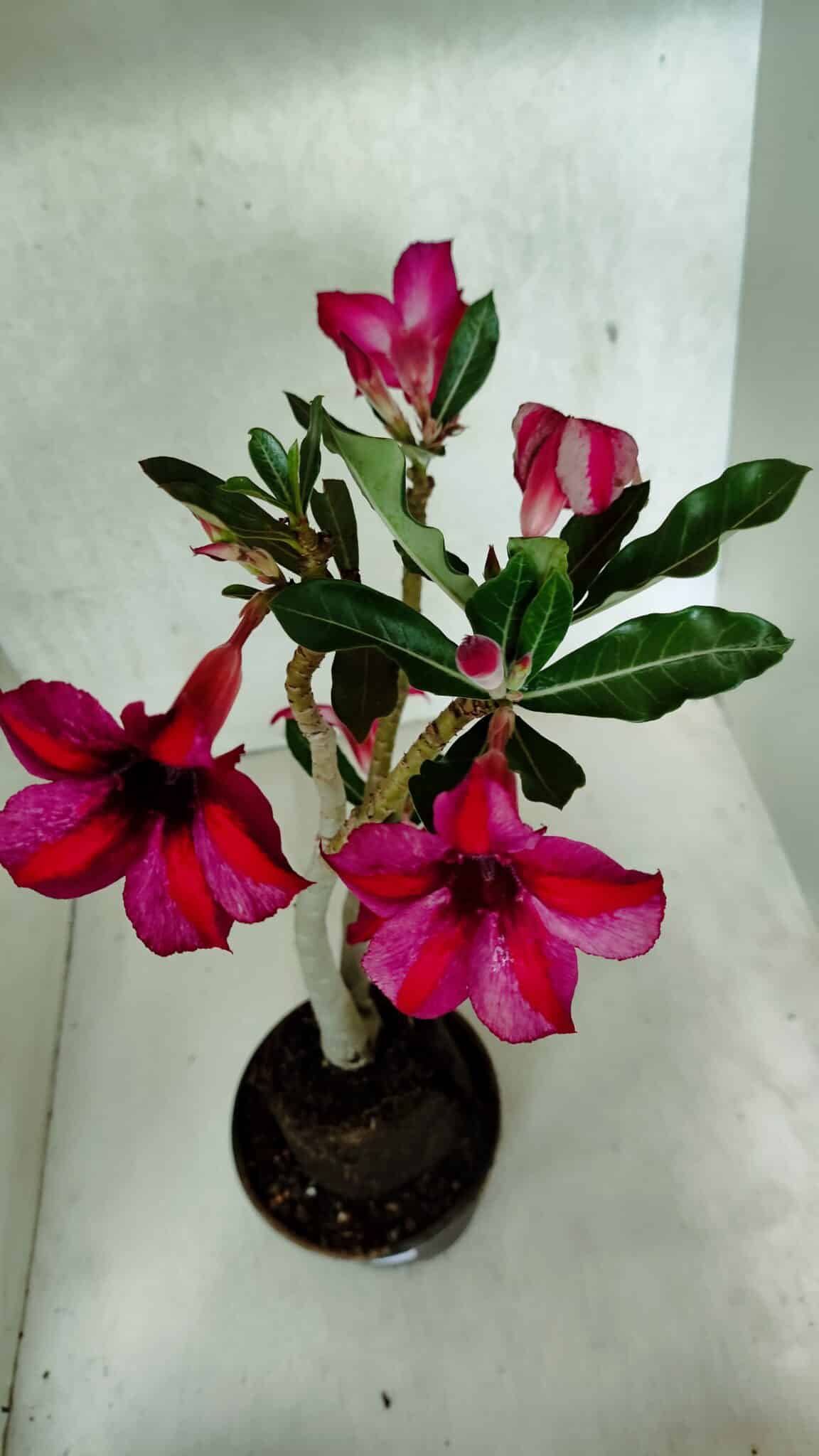 Planta Simples 3397 – 35cm – 03 anos - foto 7