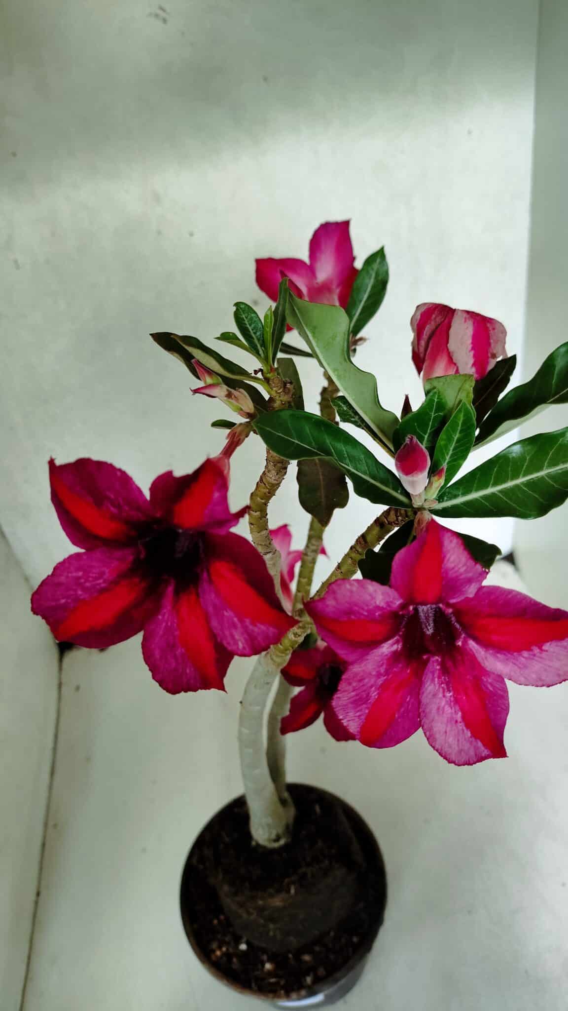 Planta Simples 3397 – 35cm – 03 anos - foto 6