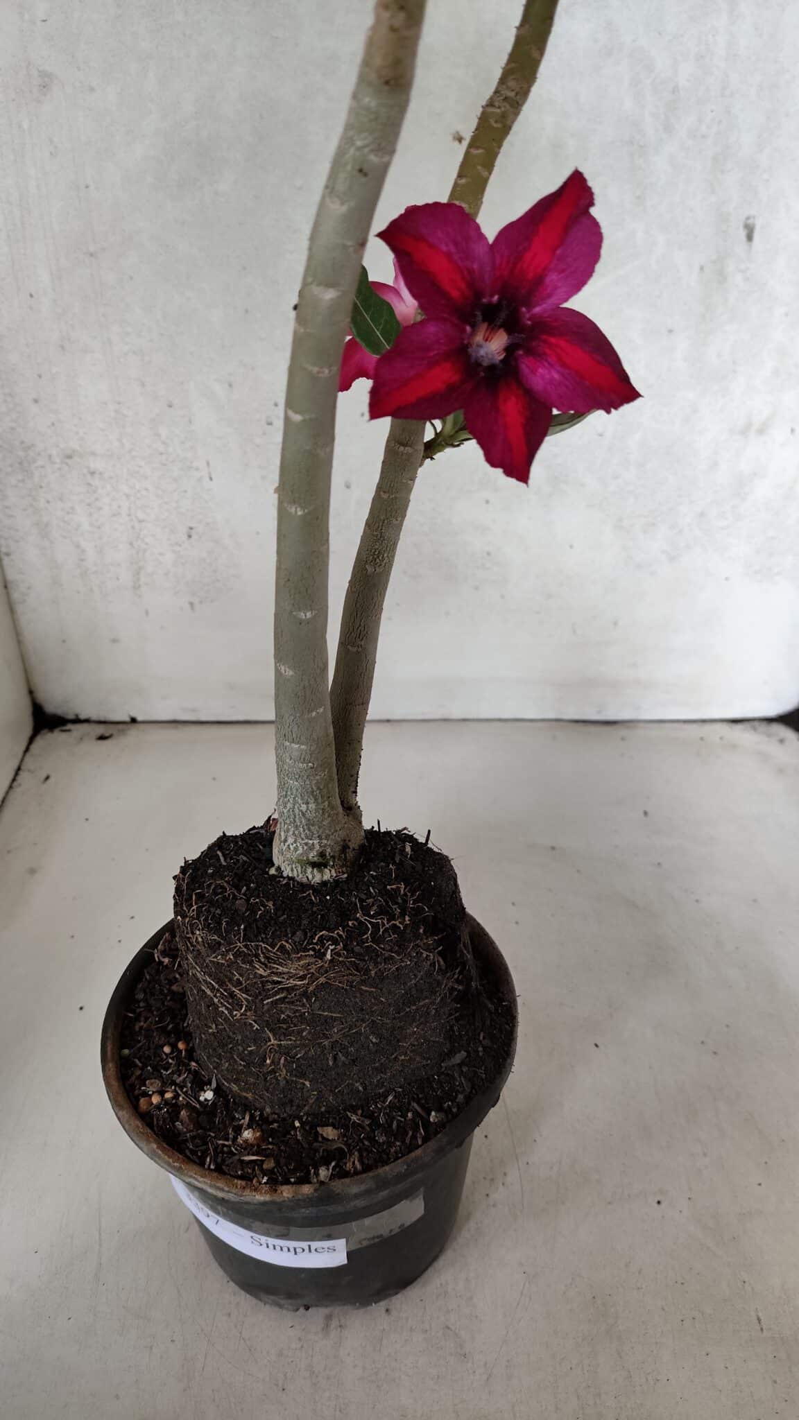 Planta Simples 3397 – 35cm – 03 anos - foto 10